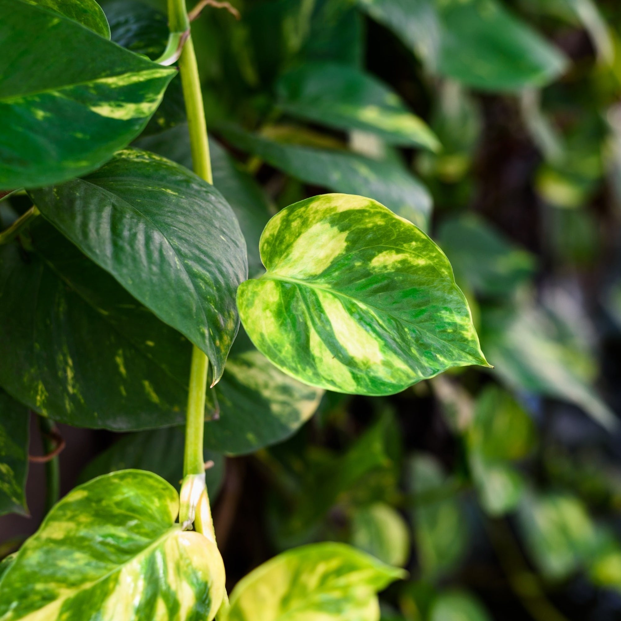 Easy to care for indoor pothos plant with vibrant trailing green and yellow leaves