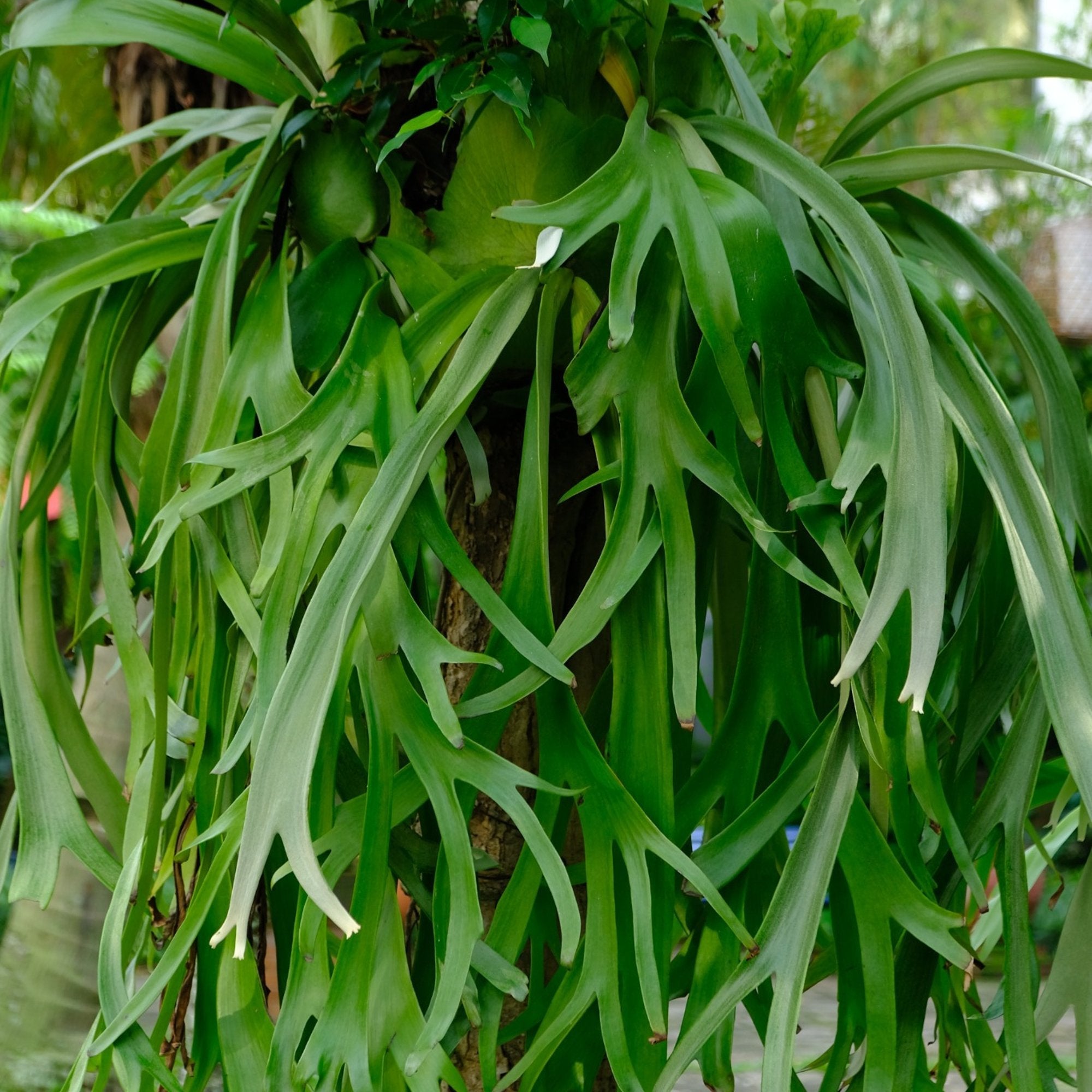 Large mounted Staghorn Fern with cascading antler-shaped fronds, showcasing a dramatic statement fern for indoor and tropical spaces.