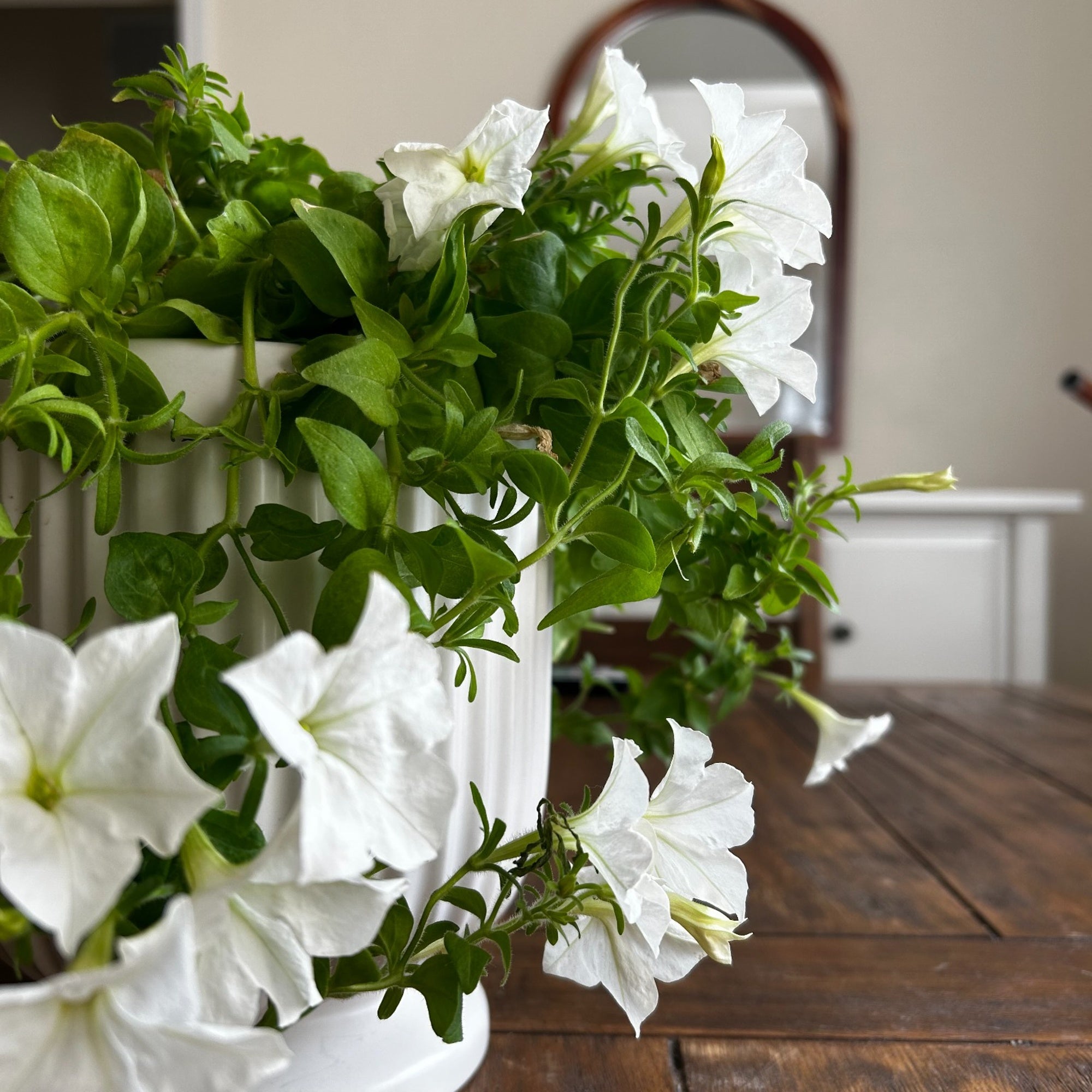 Indoor flowering plant with white petunias displayed on a wooden table in a bright home setting