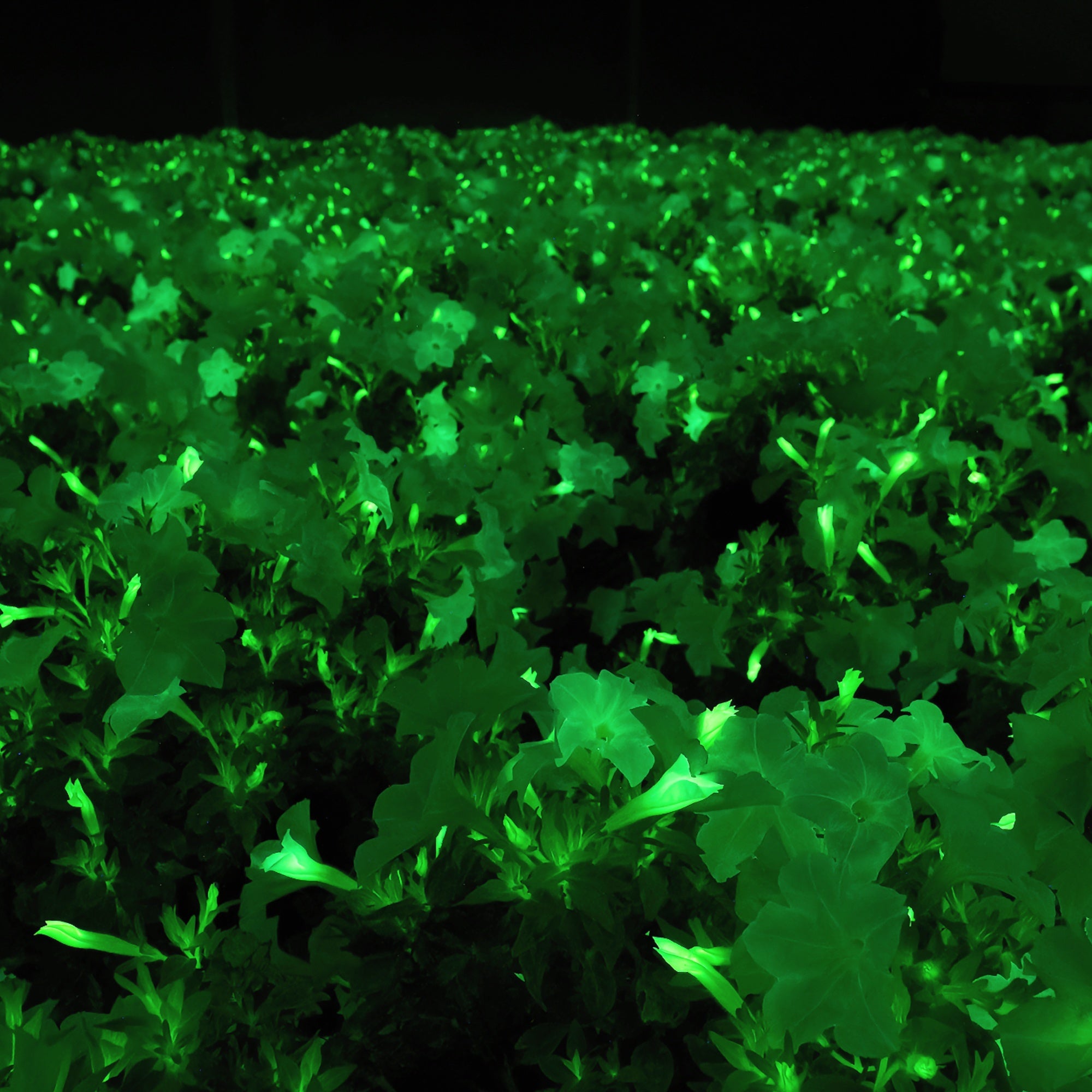 Large group of Firefly Petunia plants emitting a green glow in darkness