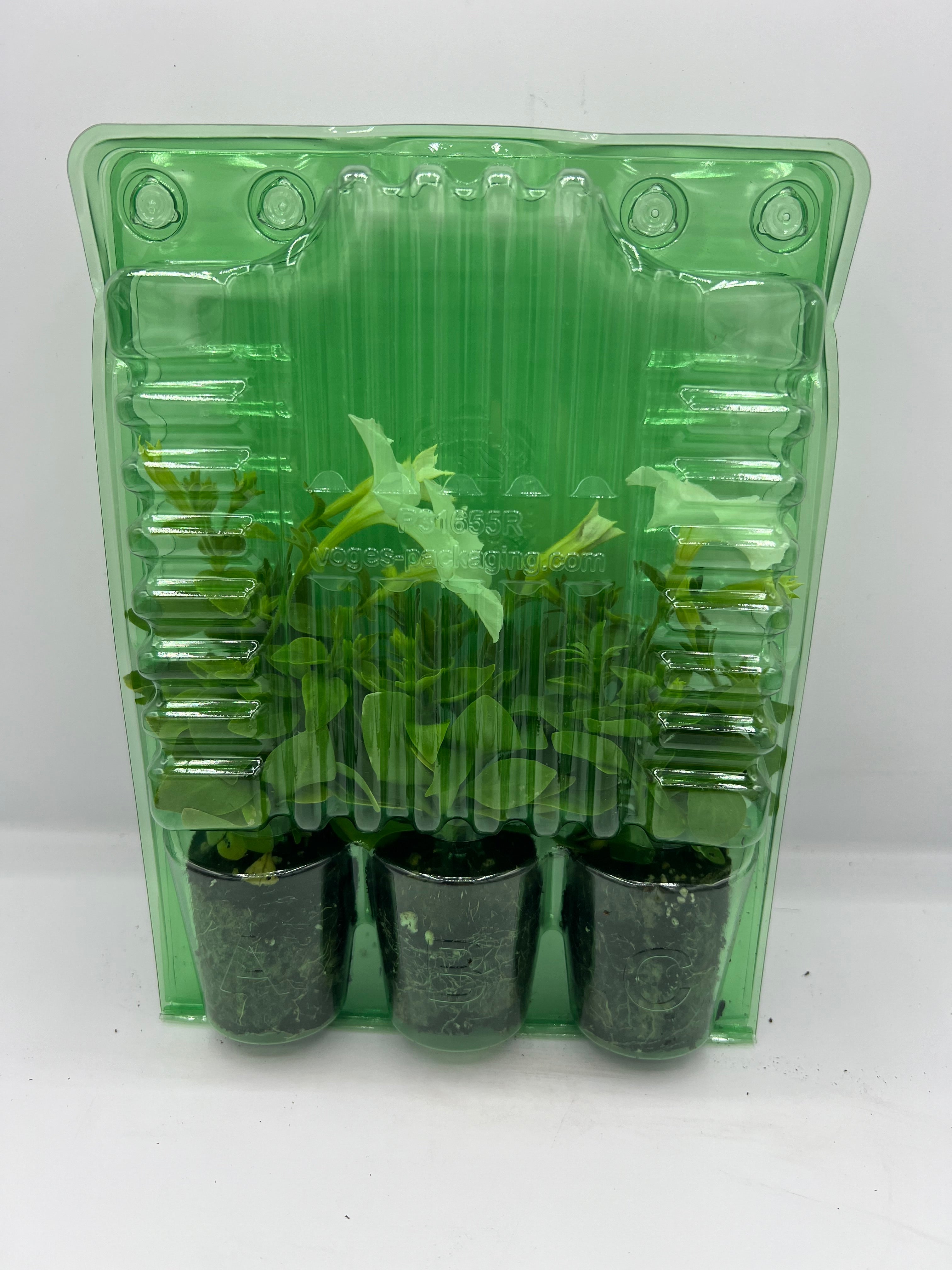 Firefly Petunia 45mm 3pk