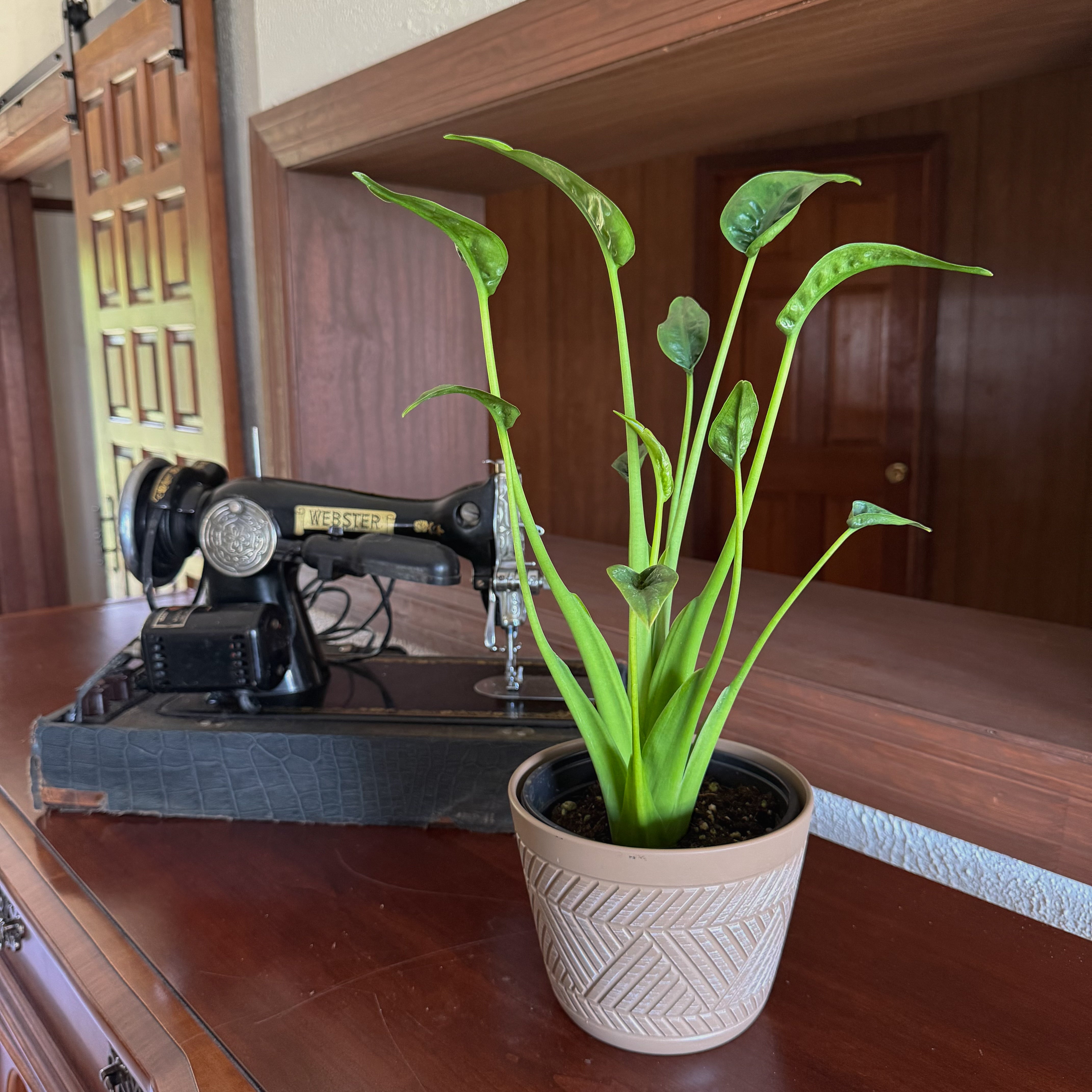 Alocasia Tiny Dancer (Alocasia Brisbanensis � Alocasia Odora 'Tiny Dancer') - 6 Inch Indoor Houseplant