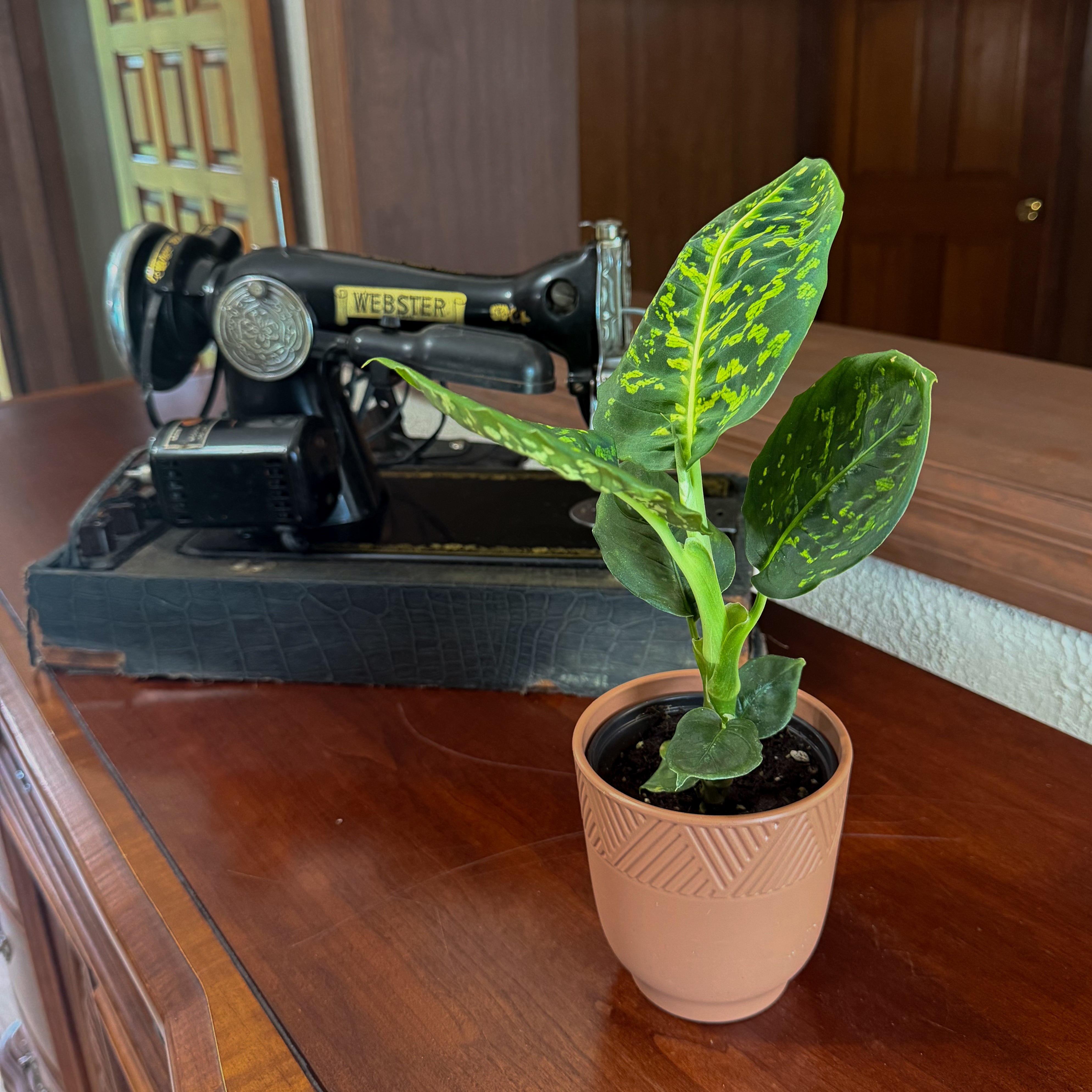 Dieffenbachia Reflector (Dieffenbachia Seguine 'Reflector') - 4 Inch Indoor Houseplant