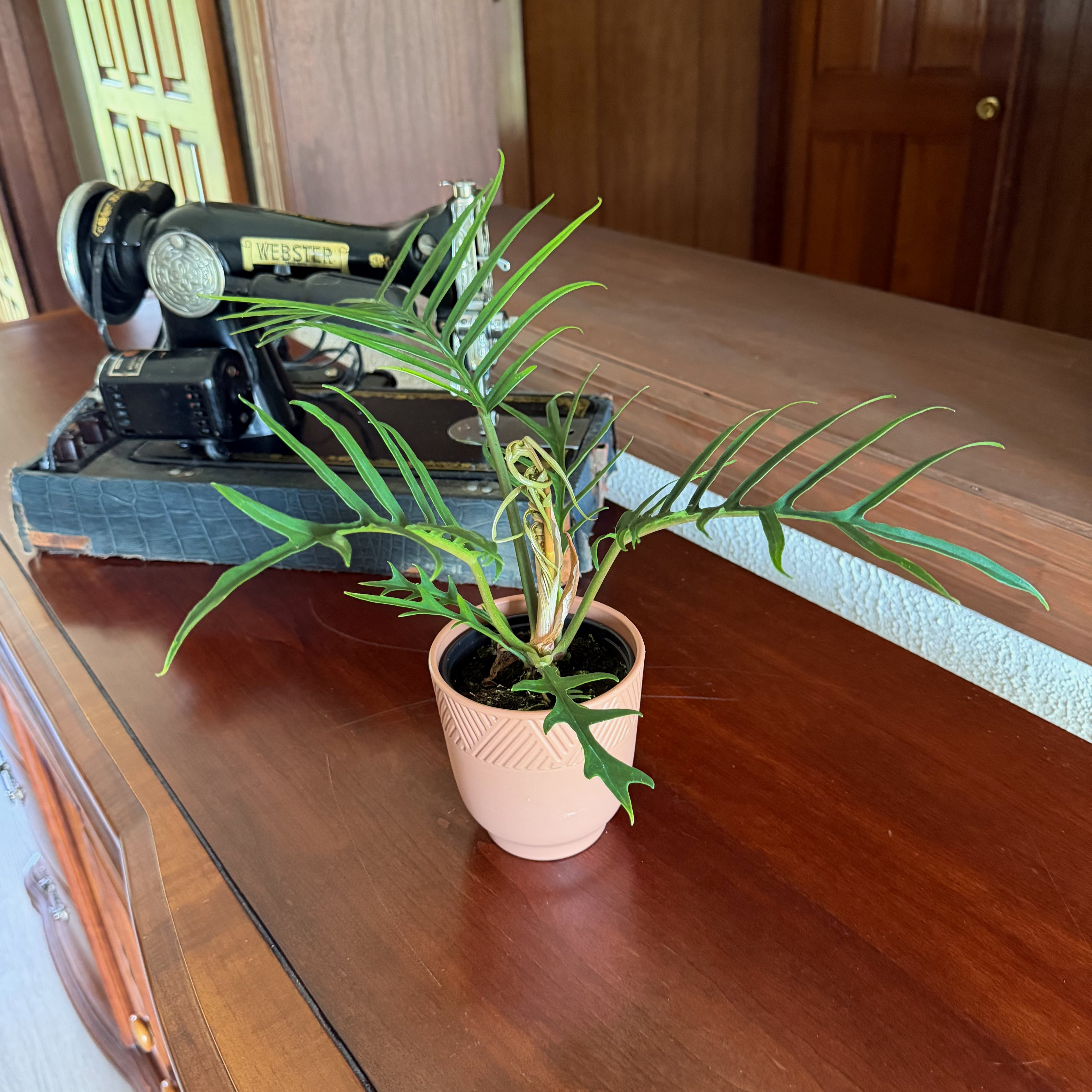 Philodendron Tortum (Philodendron Tortum M.L.Soares & Mayo) - 4 Inch Indoor Houseplant