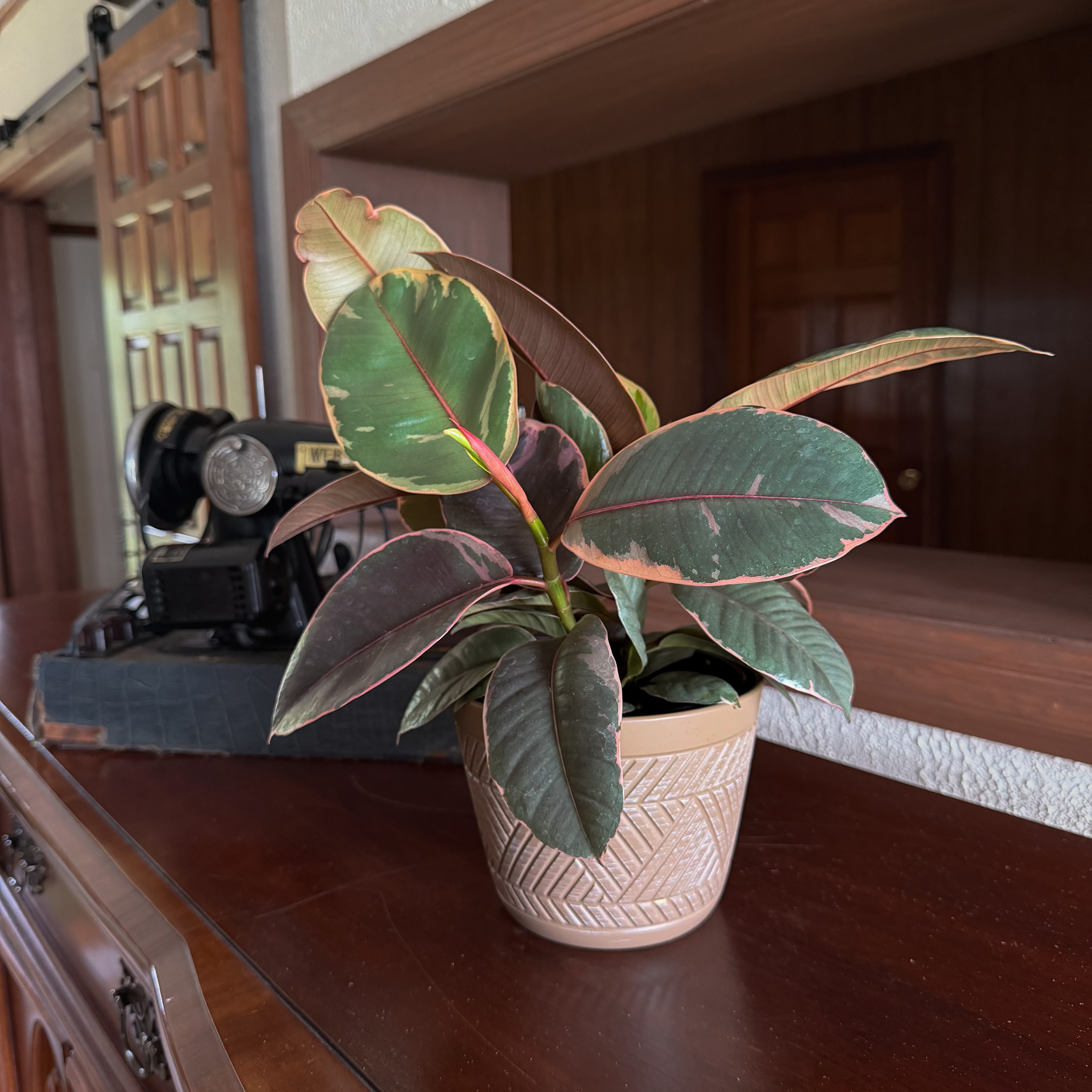 Ruby Rubber Plant (Ficus Elastica�'Ruby') - 6 Inch Indoor Houseplant