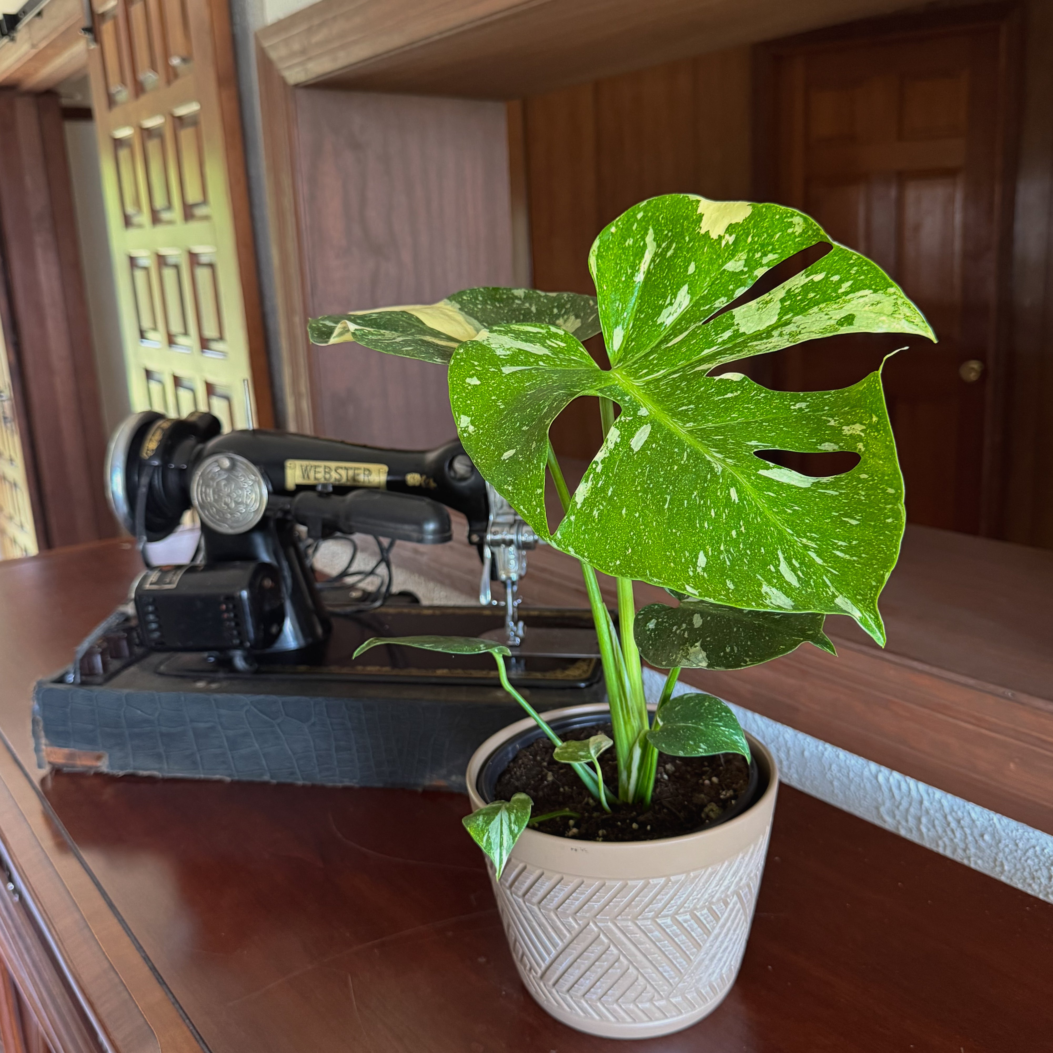 Monstera Thai Constellation (Monstera Deliciosa 'Thai Constellation') - 6 Inch Indoor Houseplant