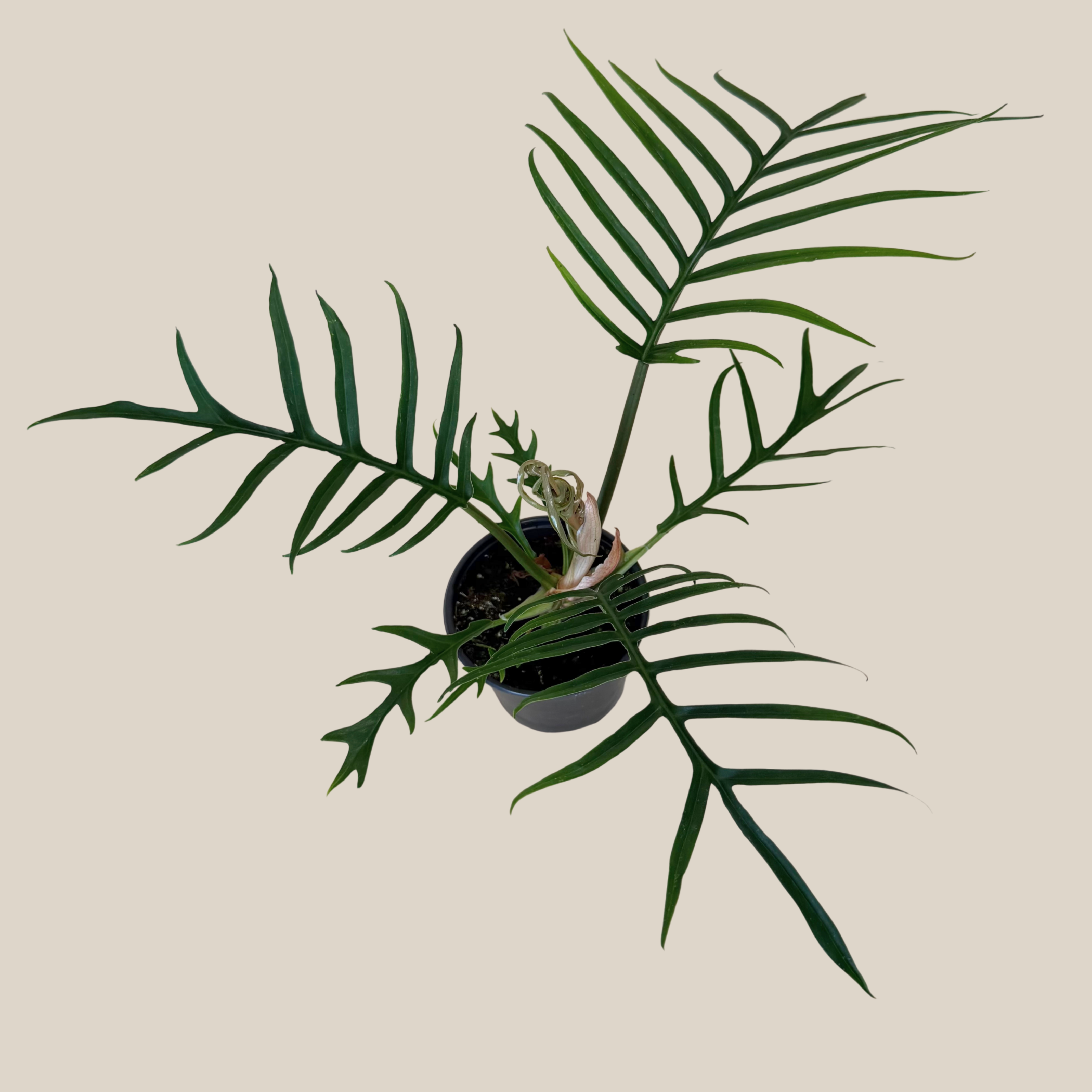 Philodendron Tortum (Philodendron Tortum M.L.Soares & Mayo) - 4 Inch Indoor Houseplant