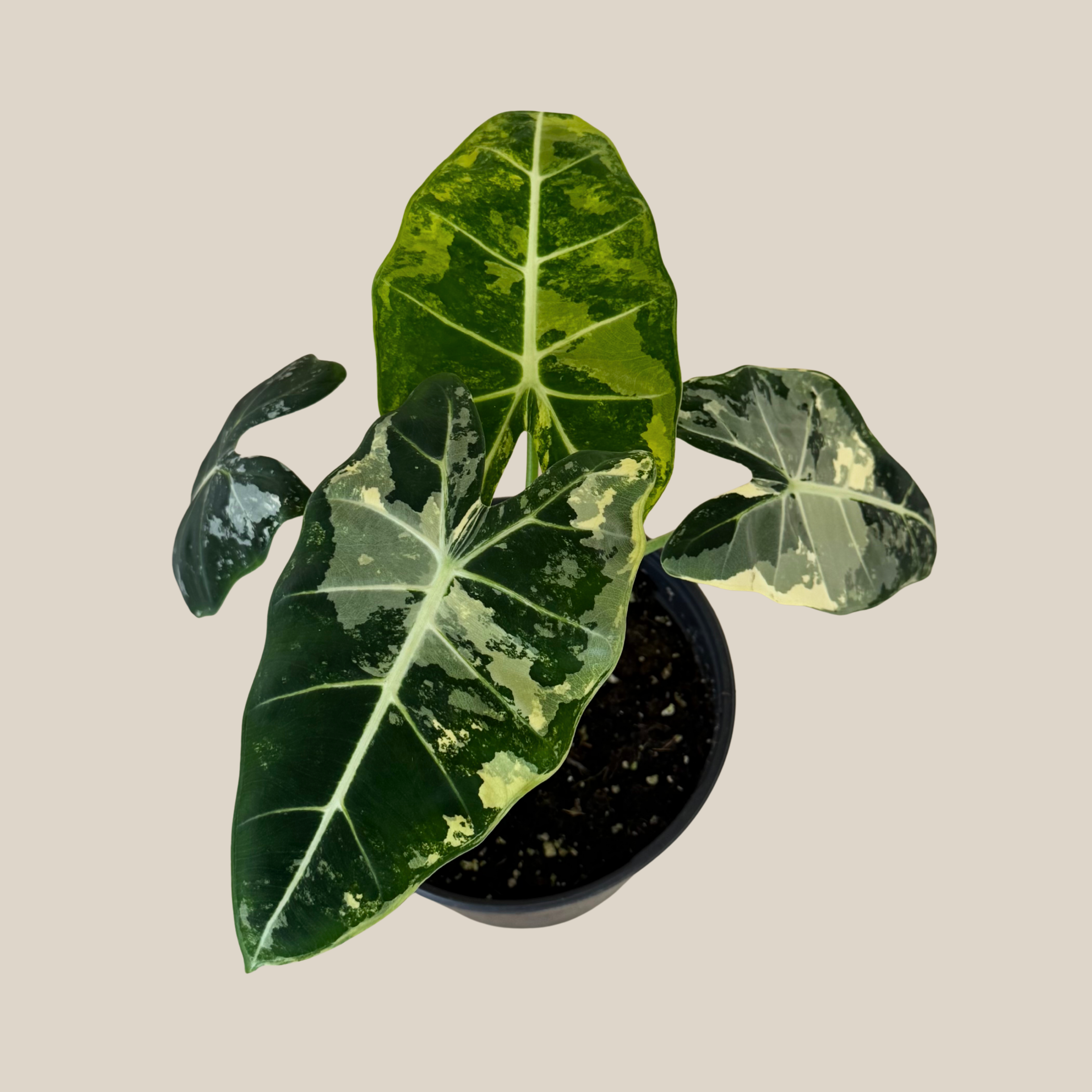 Alocasia Frydek Variegated (Alocasia Micholitziana 'Frydek' Variegated) - 6 Inch Indoor Houseplant