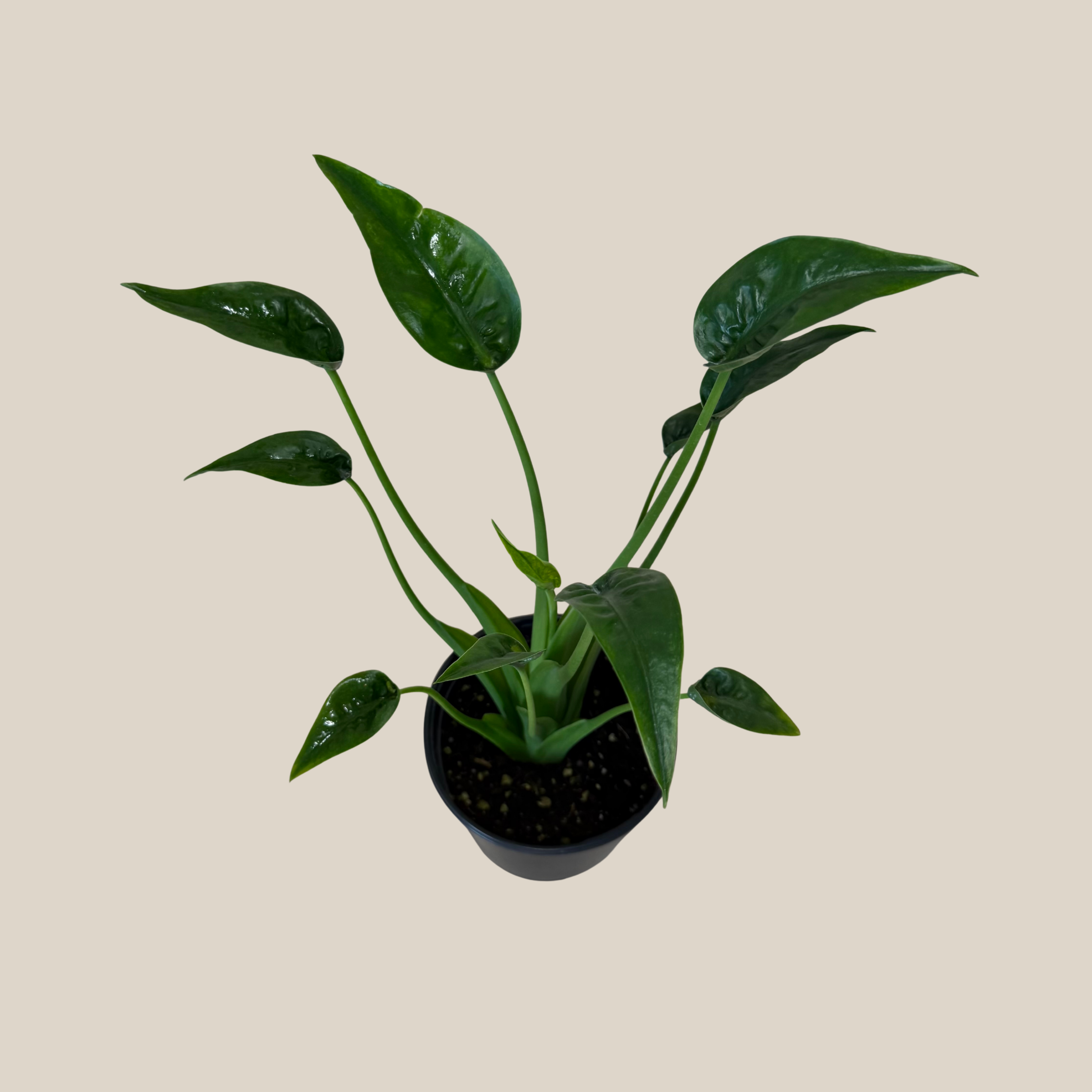 Alocasia Tiny Dancer (Alocasia Brisbanensis � Alocasia Odora 'Tiny Dancer') - 6 Inch Indoor Houseplant