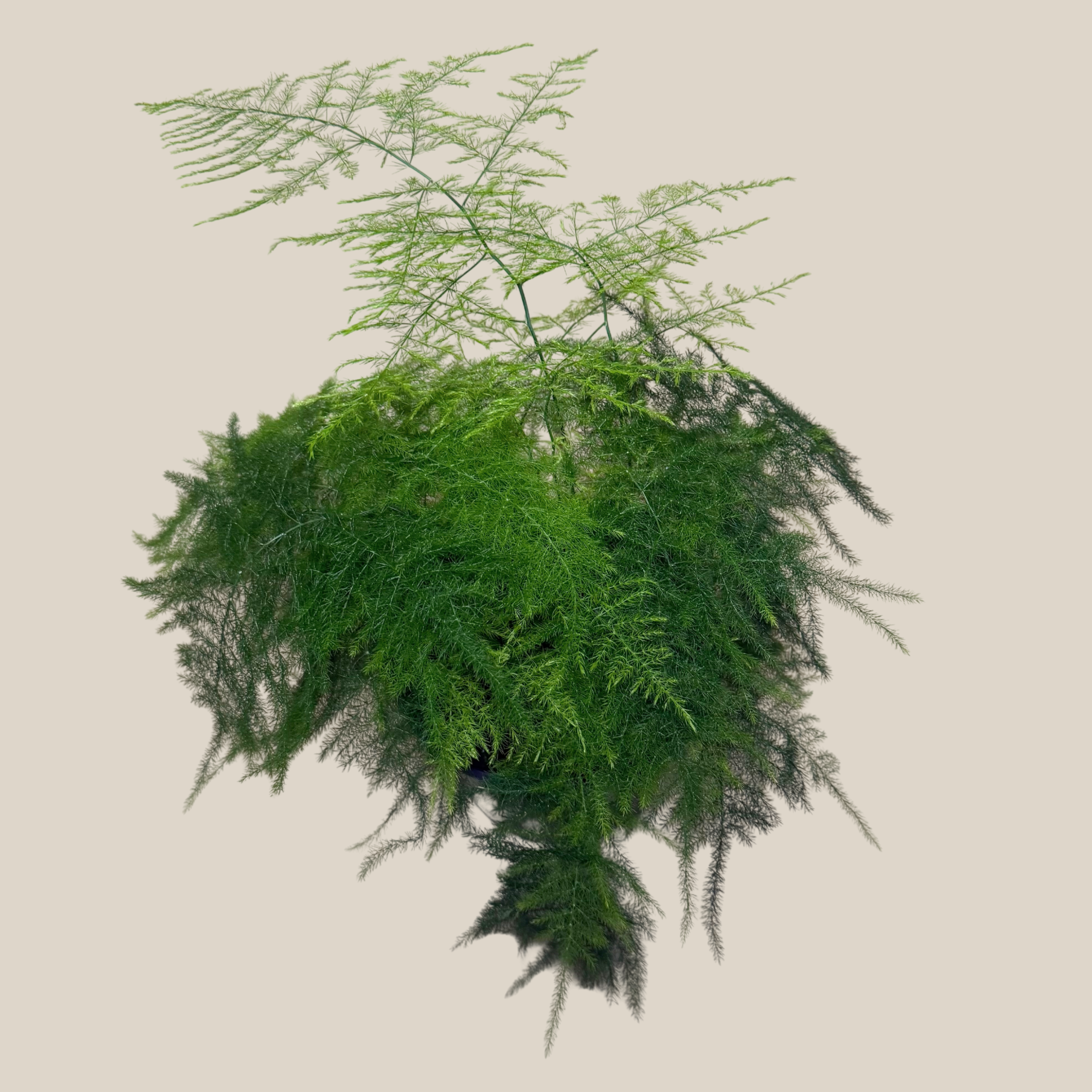 Asparagus Plumosa (Asparagus Plumosus) - 6 Inch Indoor Houseplant
