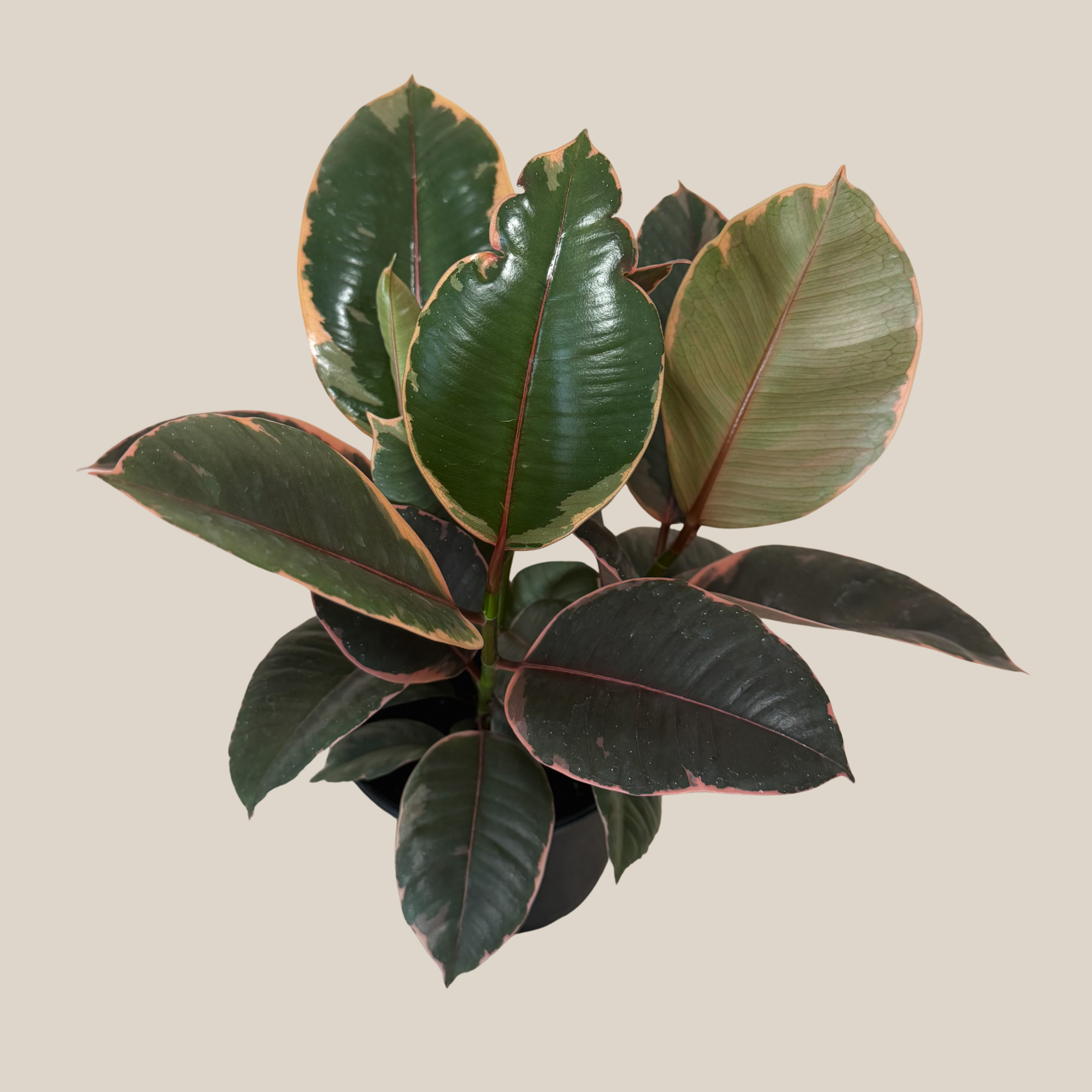 Ruby Rubber Plant (Ficus Elastica�'Ruby') - 6 Inch Indoor Houseplant