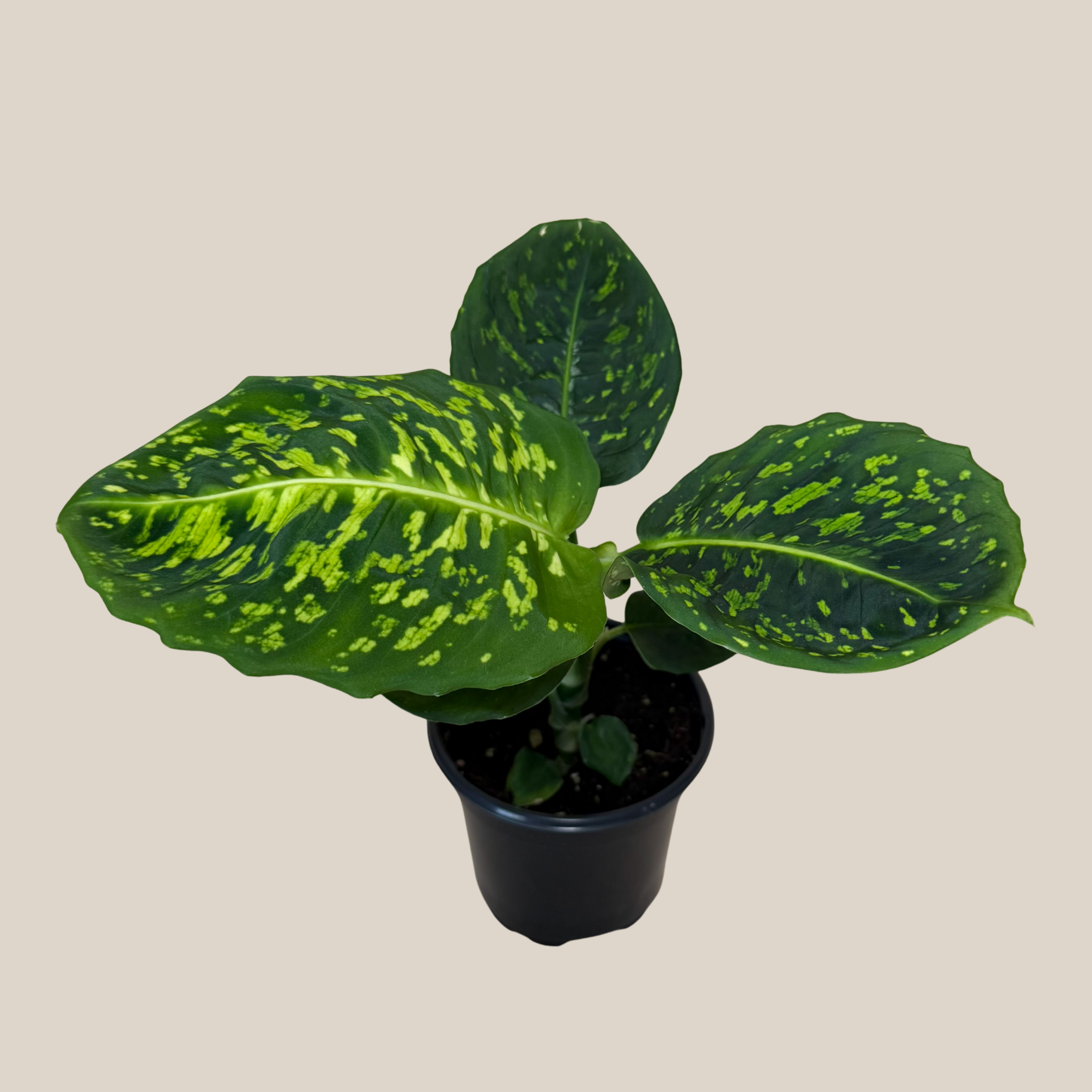 Dieffenbachia Reflector (Dieffenbachia Seguine 'Reflector') - 4 Inch Indoor Houseplant