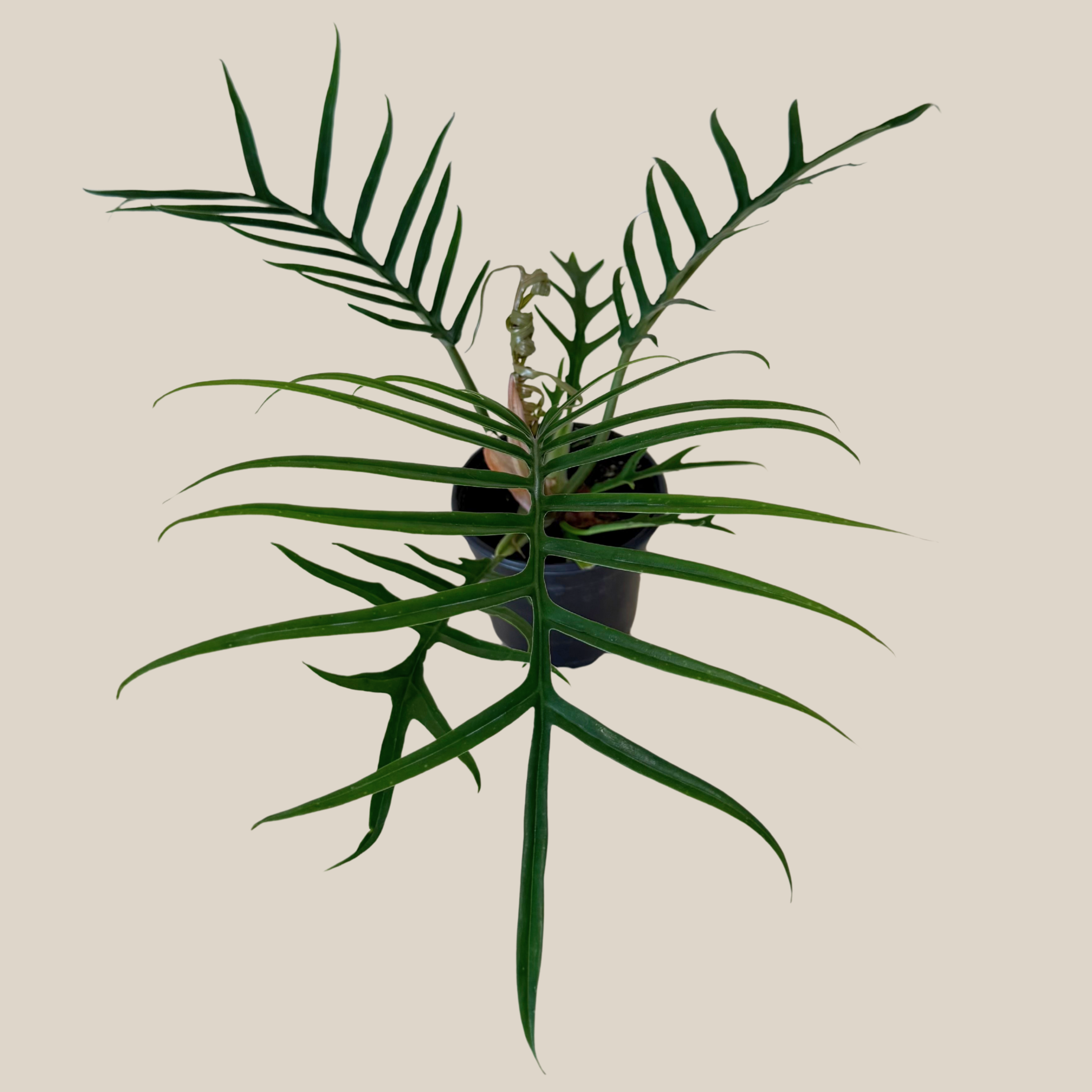 Philodendron Tortum (Philodendron Tortum M.L.Soares & Mayo) - 4 Inch Indoor Houseplant