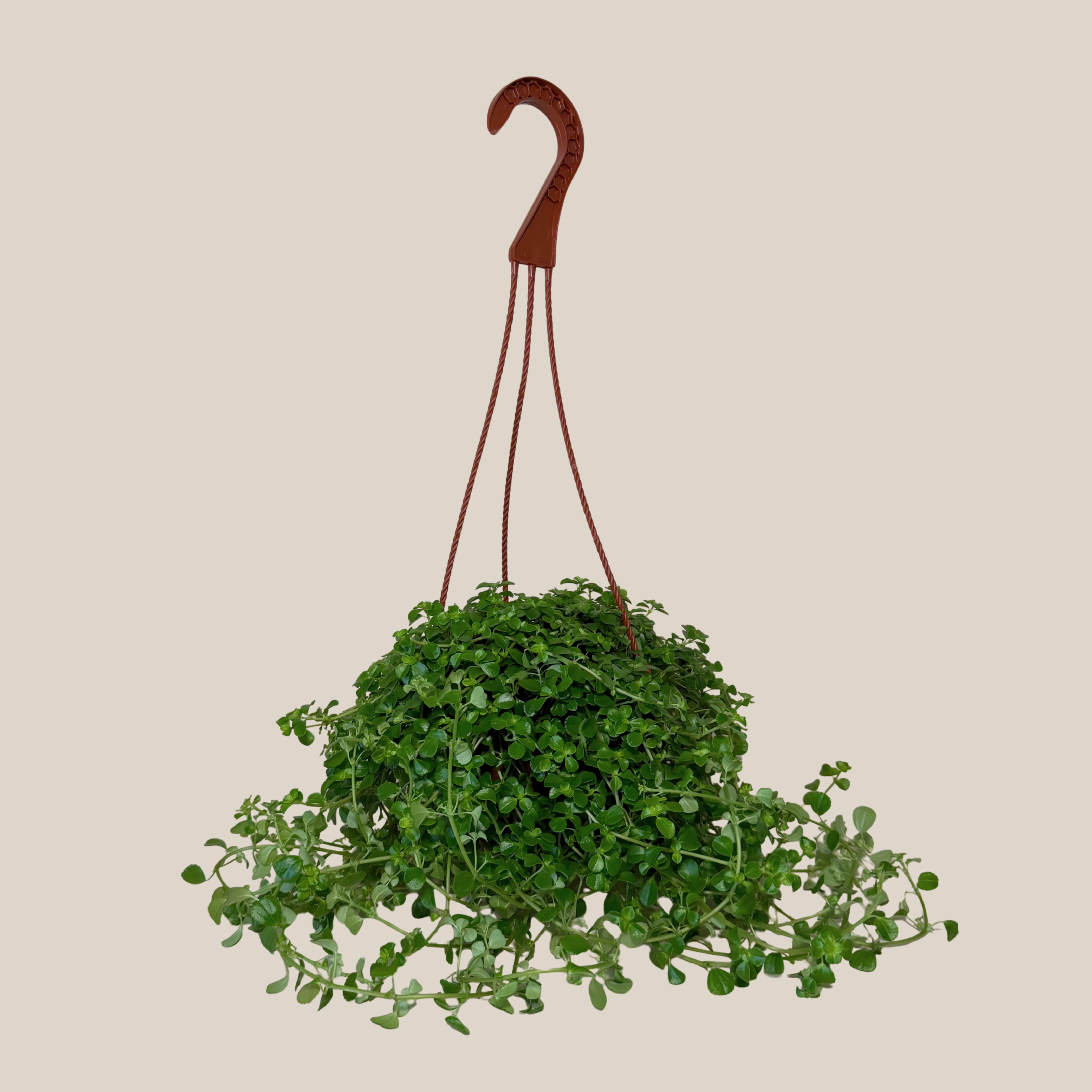 Pilea Green Baby Tears Hanging Basket (Pilea Depressa) - 6 Inch Indoor Houseplant