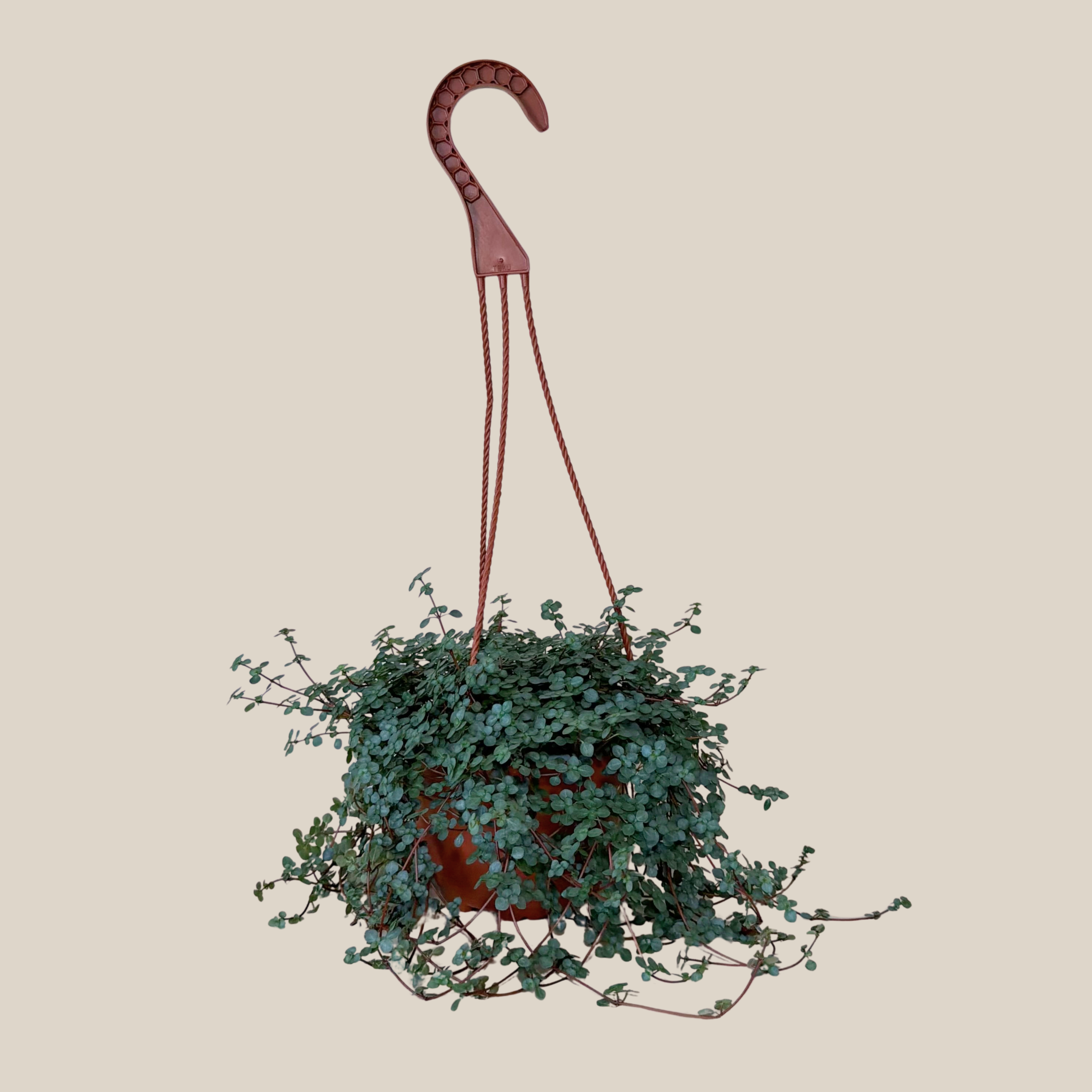 Pilea Baby Tears Silver Hanging Basket (Pilea Glauca) - 6 Inch Indoor Houseplant