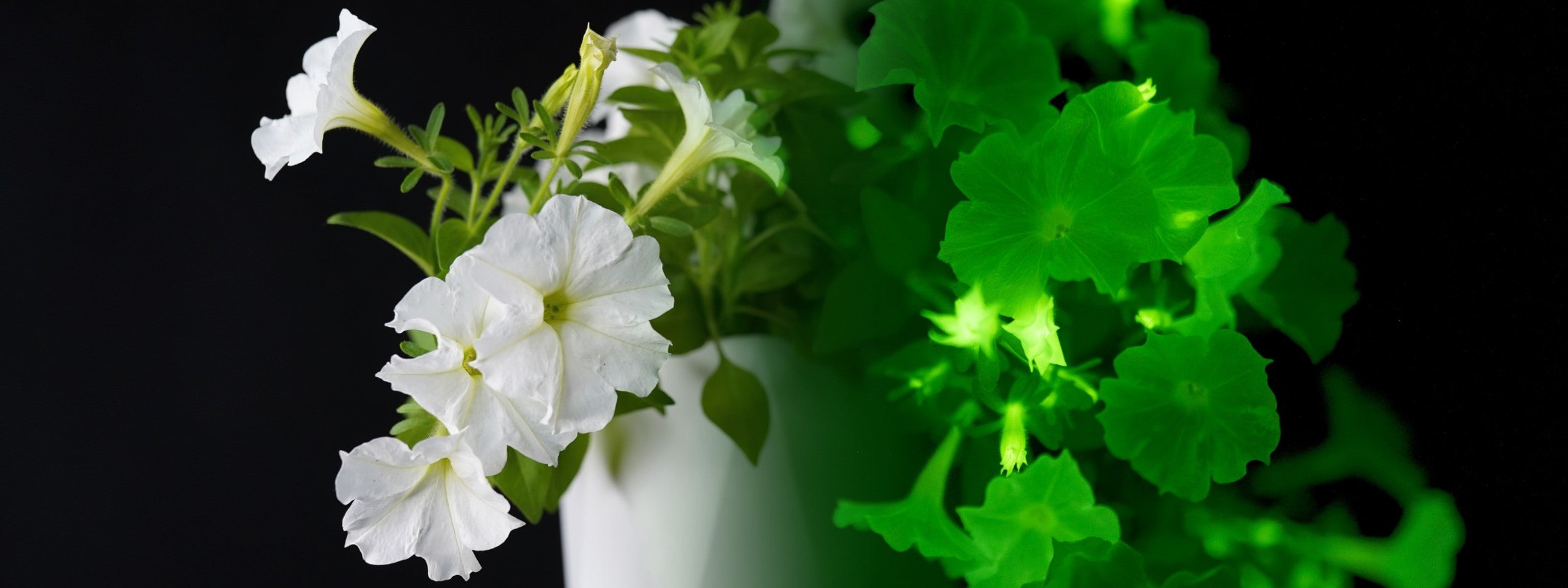 White petunia plant in a pot showing natural light vs glowing illuminated foliage contrast