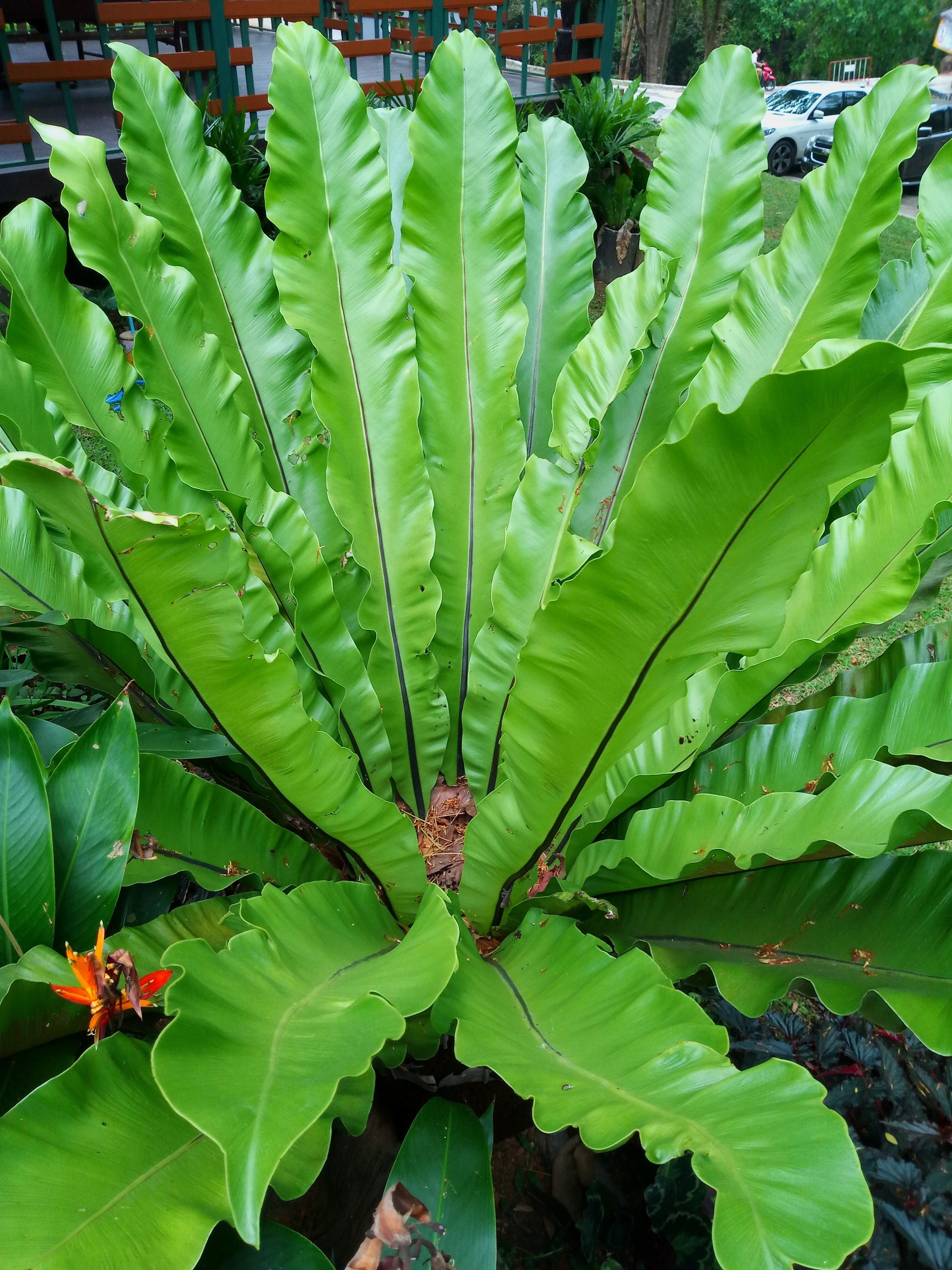Ferns "Pet-Friendly"