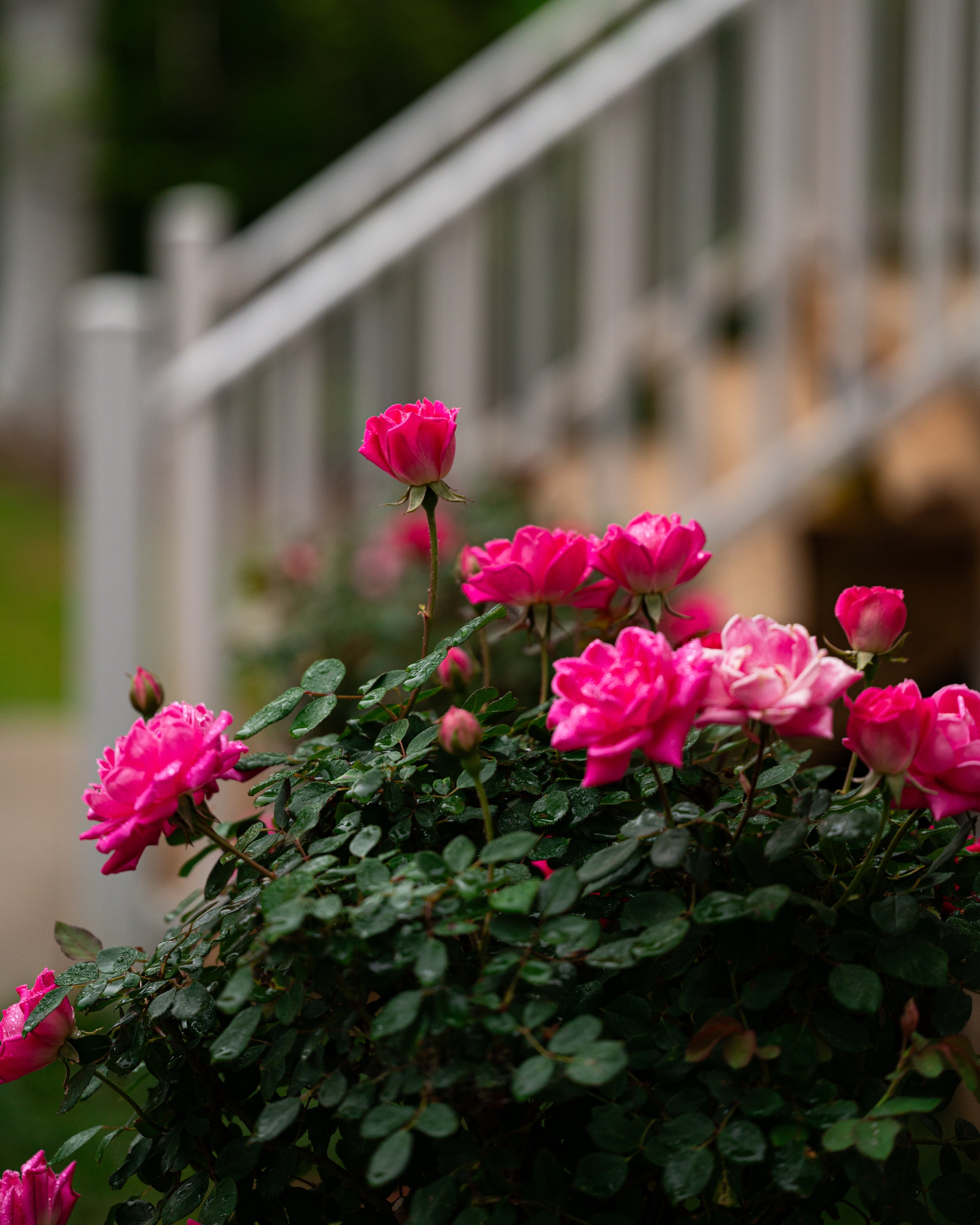 Bright pink rose bush in bloom growing beside a garden walkway with lush green foliage and fresh flowers.