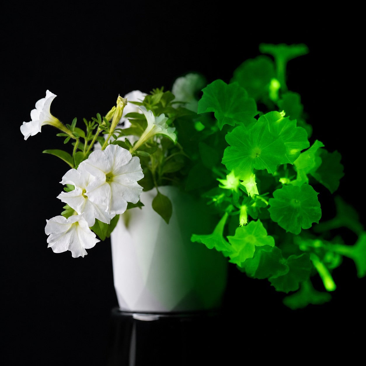 Firefly Petunia® – The World’s First Glowing Plant