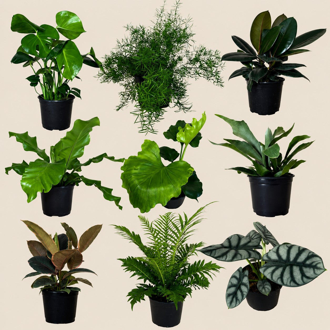 Assorted collection of tropical houseplants representing a Mystery Plants collection where each order is a surprise selection chosen by our growers.