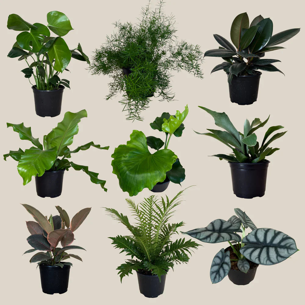 Mystery Plants