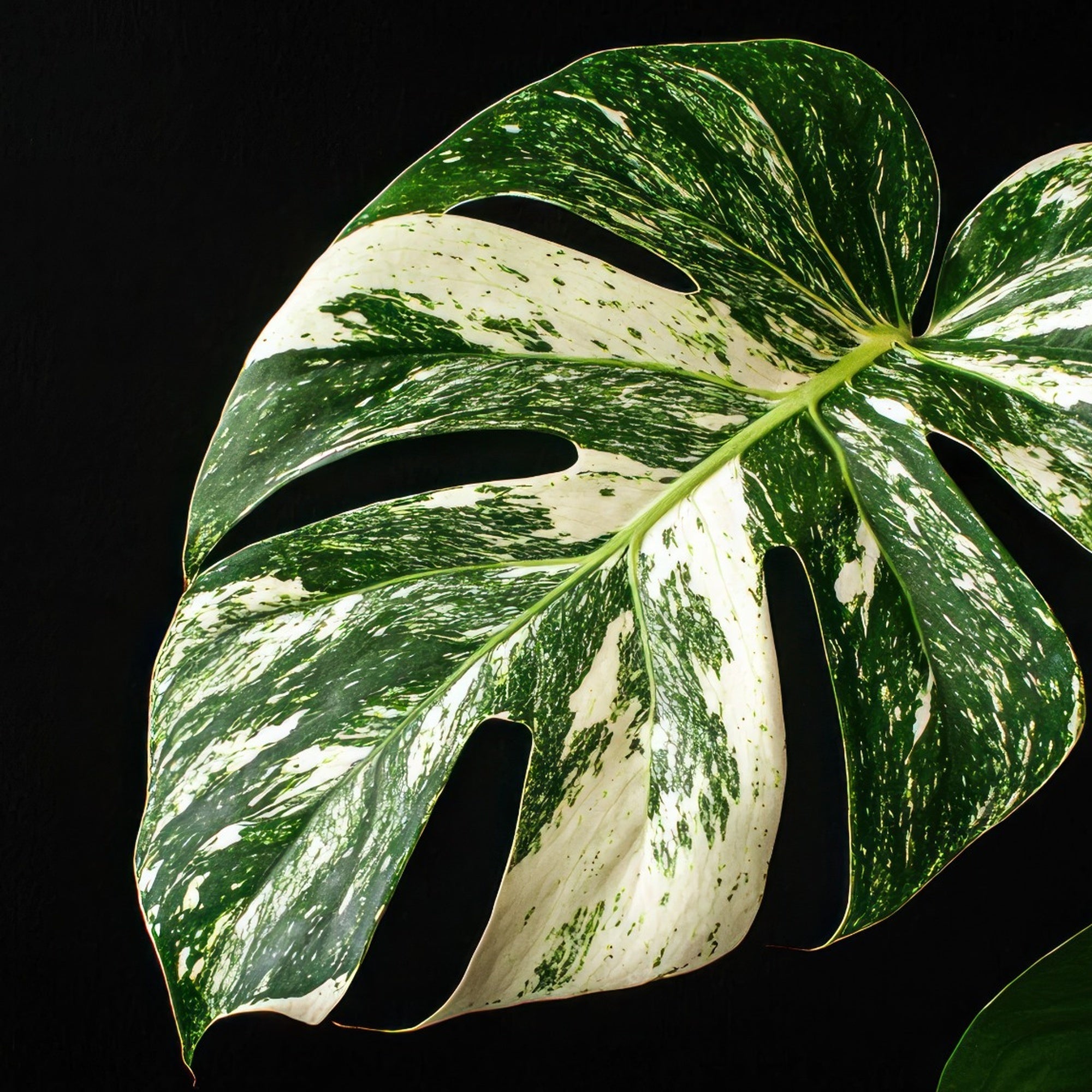 Rare & Collector Houseplants