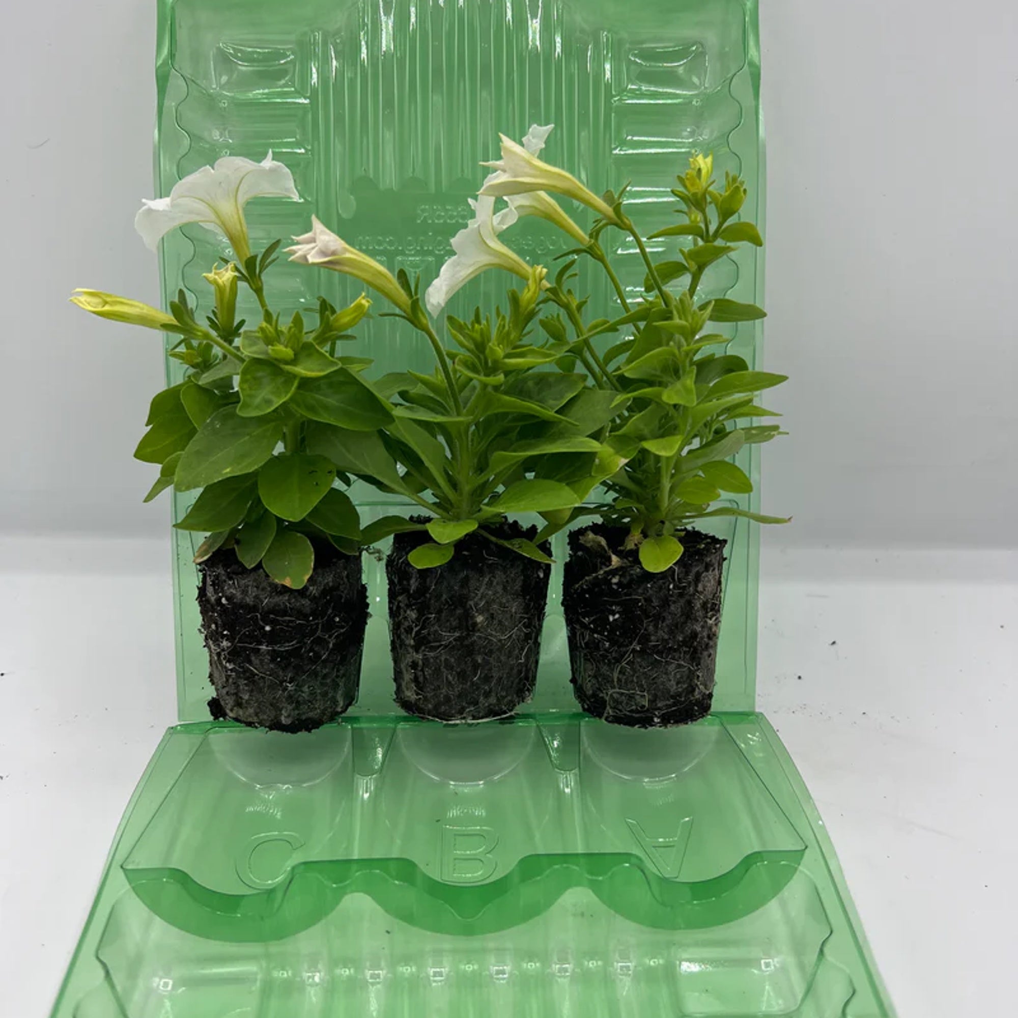 Firefly Petunia 45mm plug plants showing young starter plants in a tray before transplanting