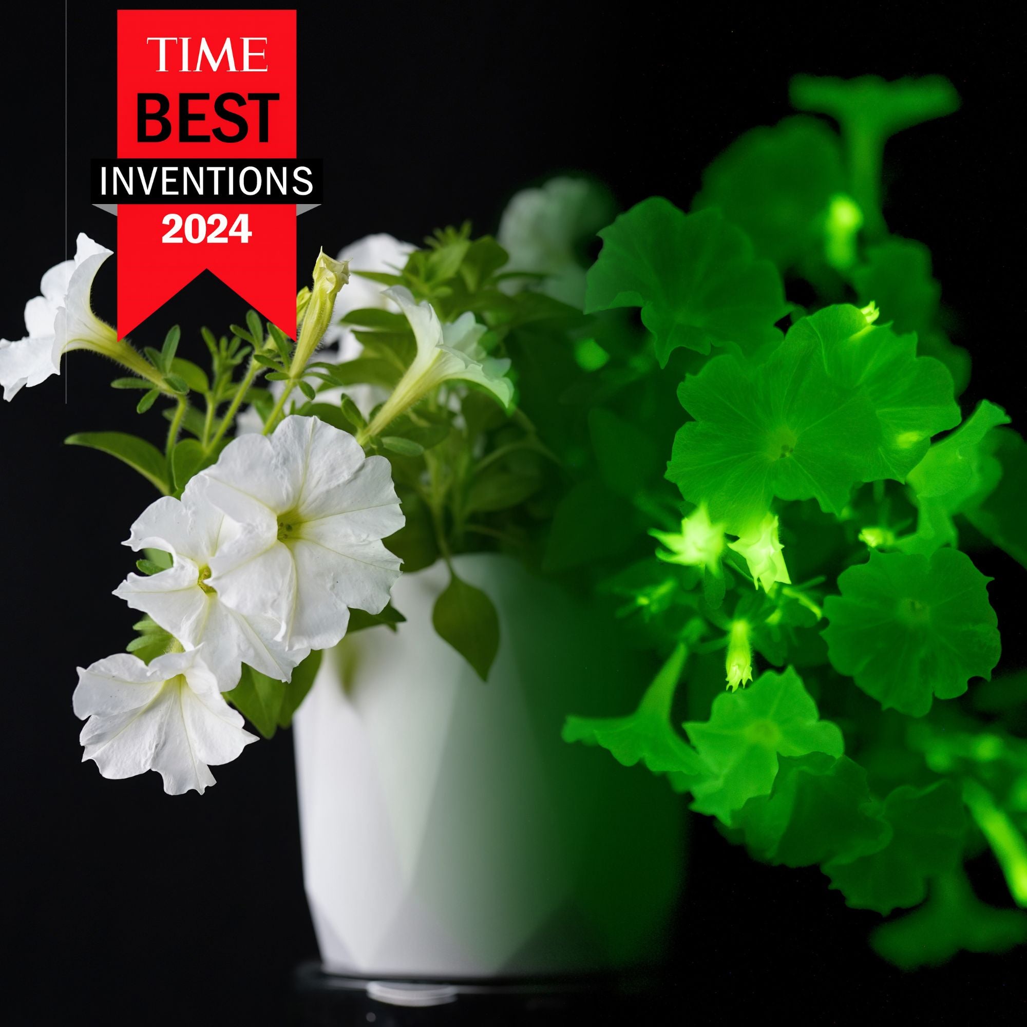 Firefly Petunia bioluminescent plant glowing green next to a white petunia in a dark setting