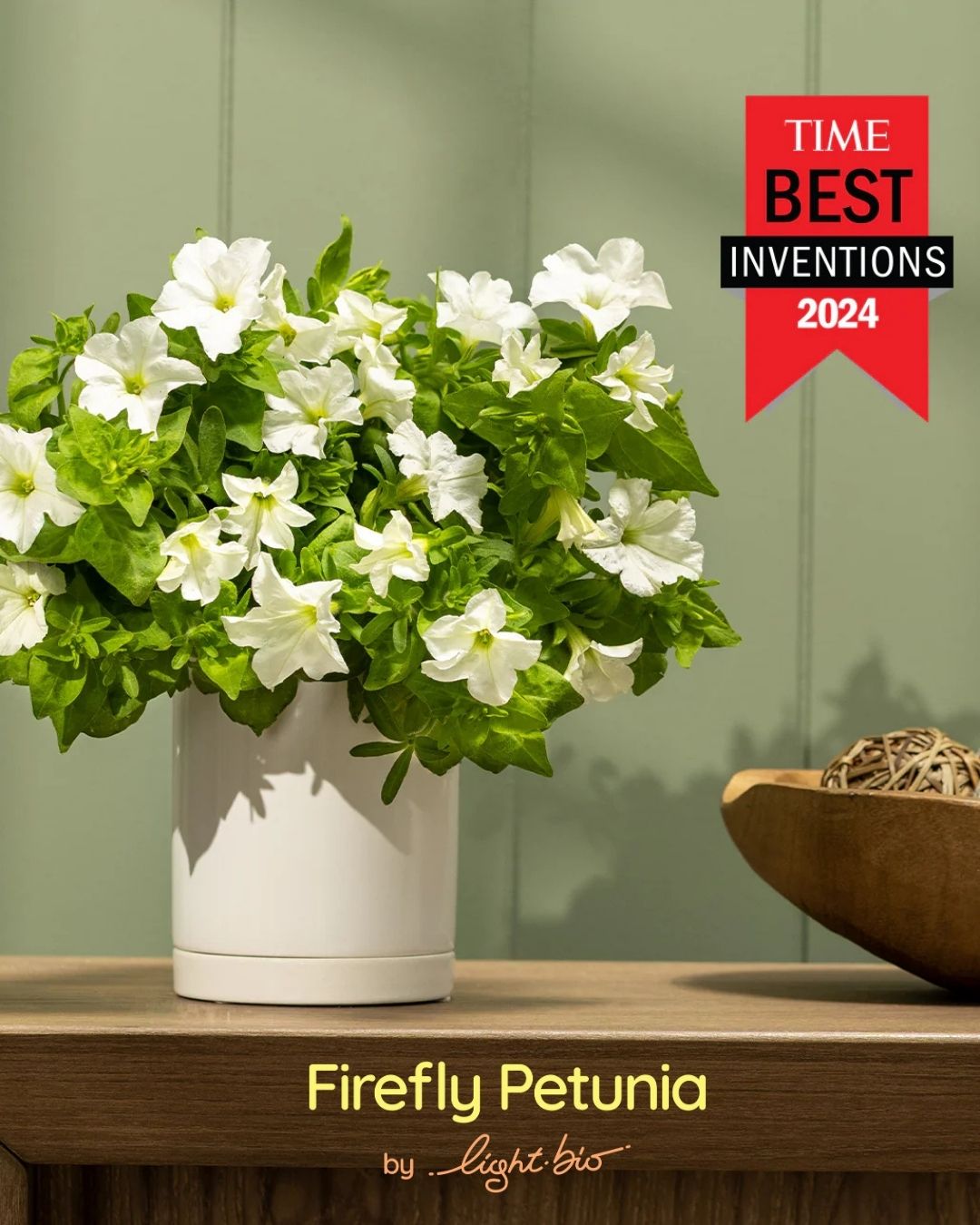 Firefly Petunia with Ceramic Pot