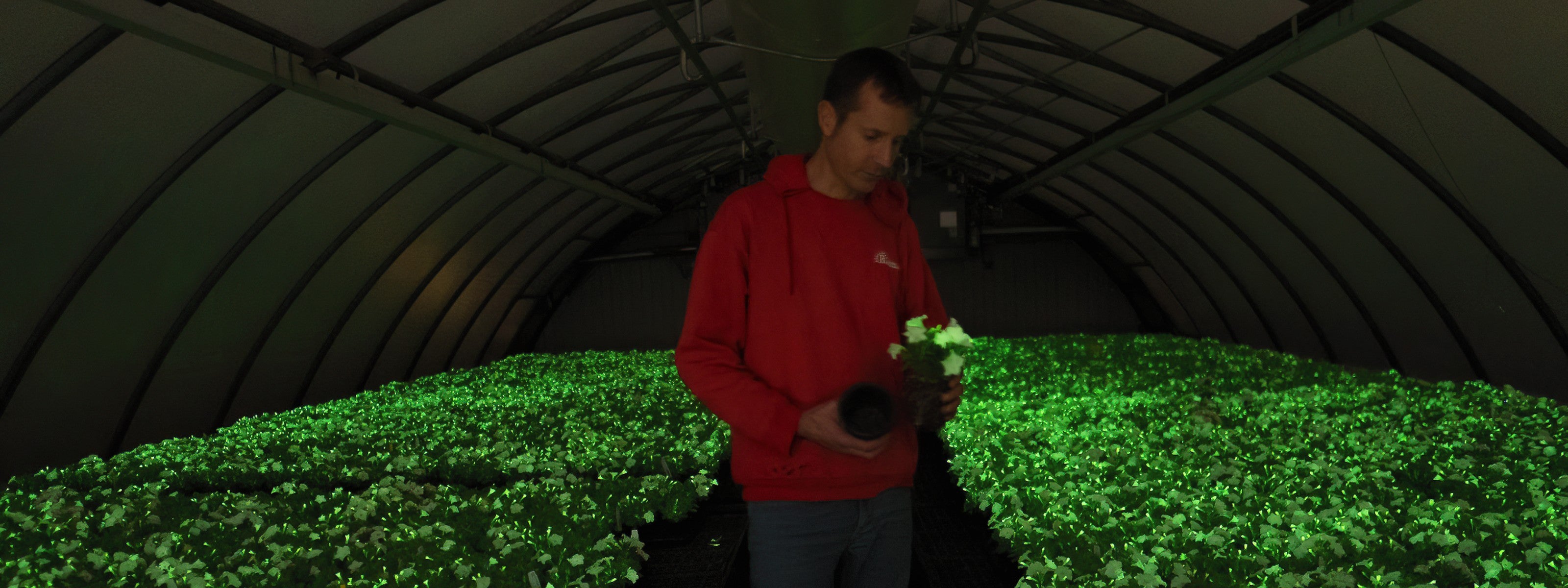 Person inspecting white petunia plants in a greenhouse under green natural glow light