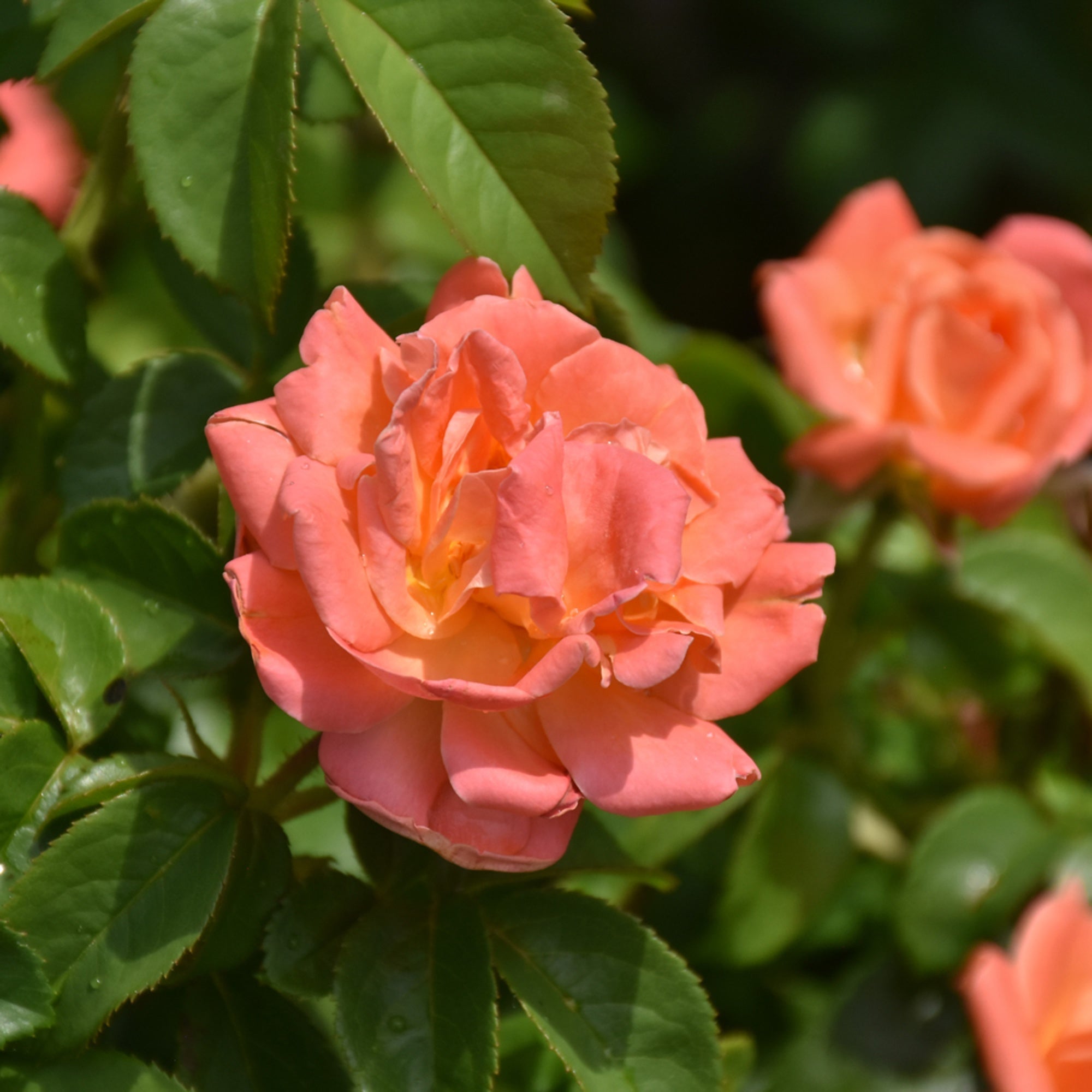 Orange Glow Knock Out rose with coral-orange bloom and green foliage in a garden setting