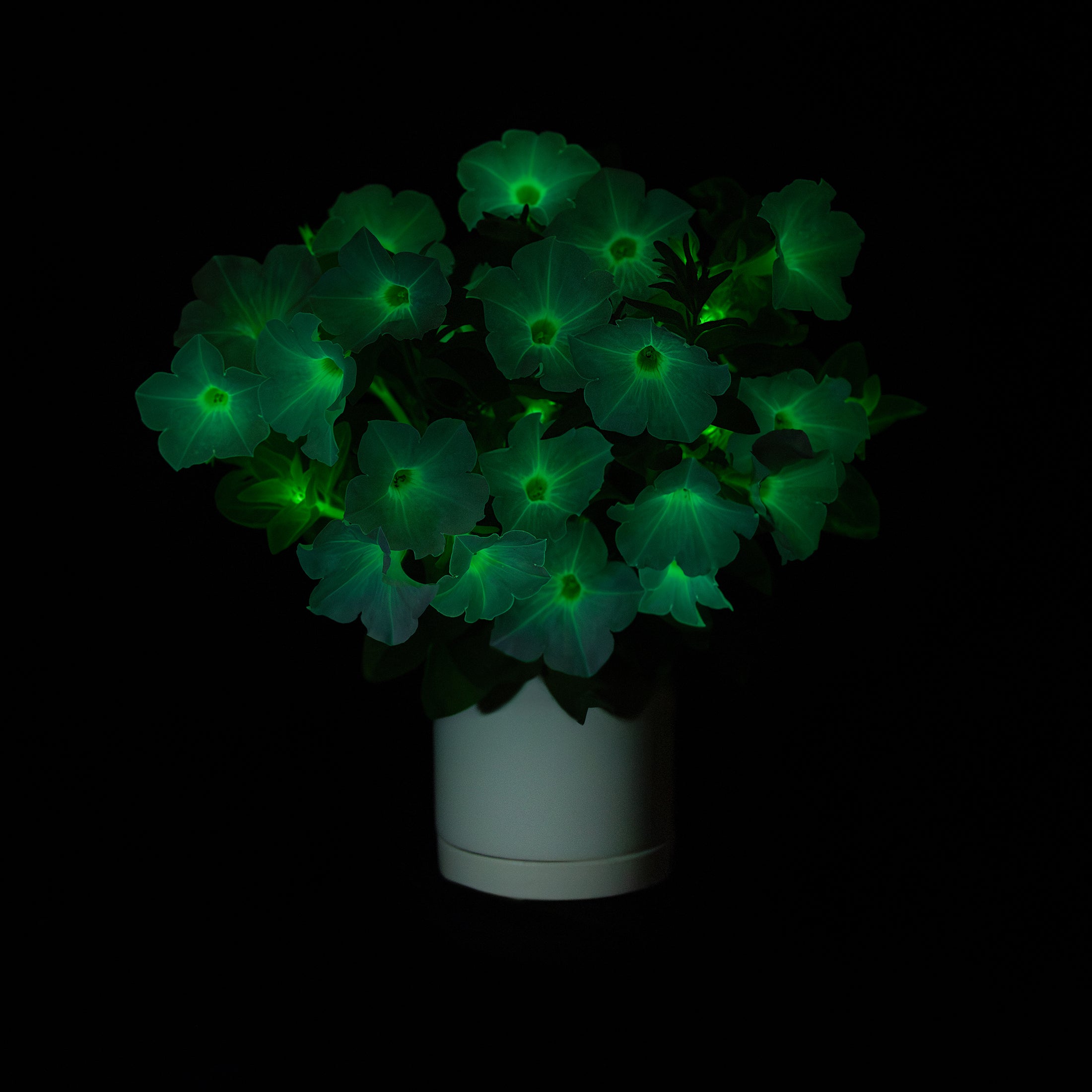 Firefly Petunia with Ceramic Pot