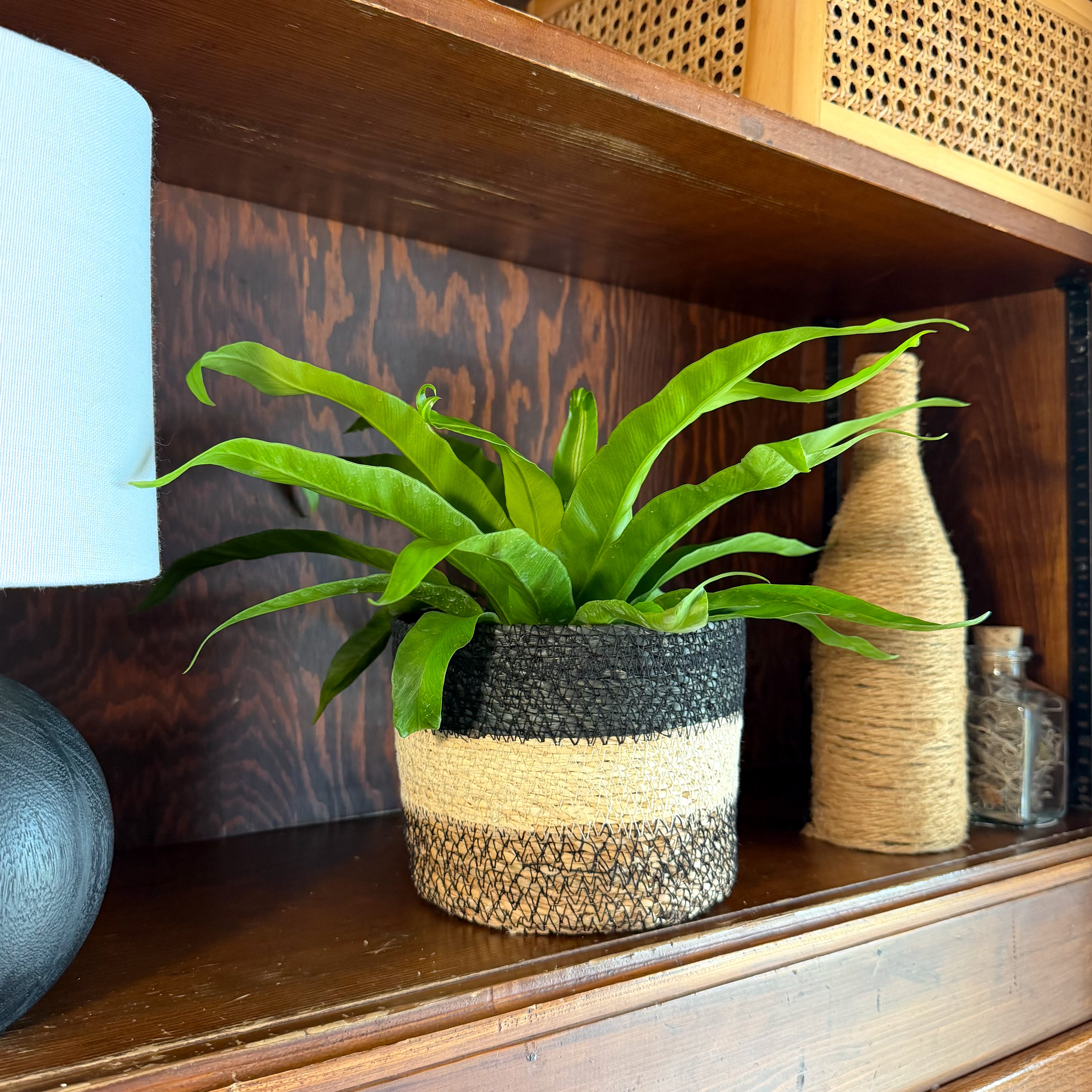 Japanese Bird's Nest Fern (Asplenium Antiquum 'Japanese') - 6 Inch Indoor Houseplant
