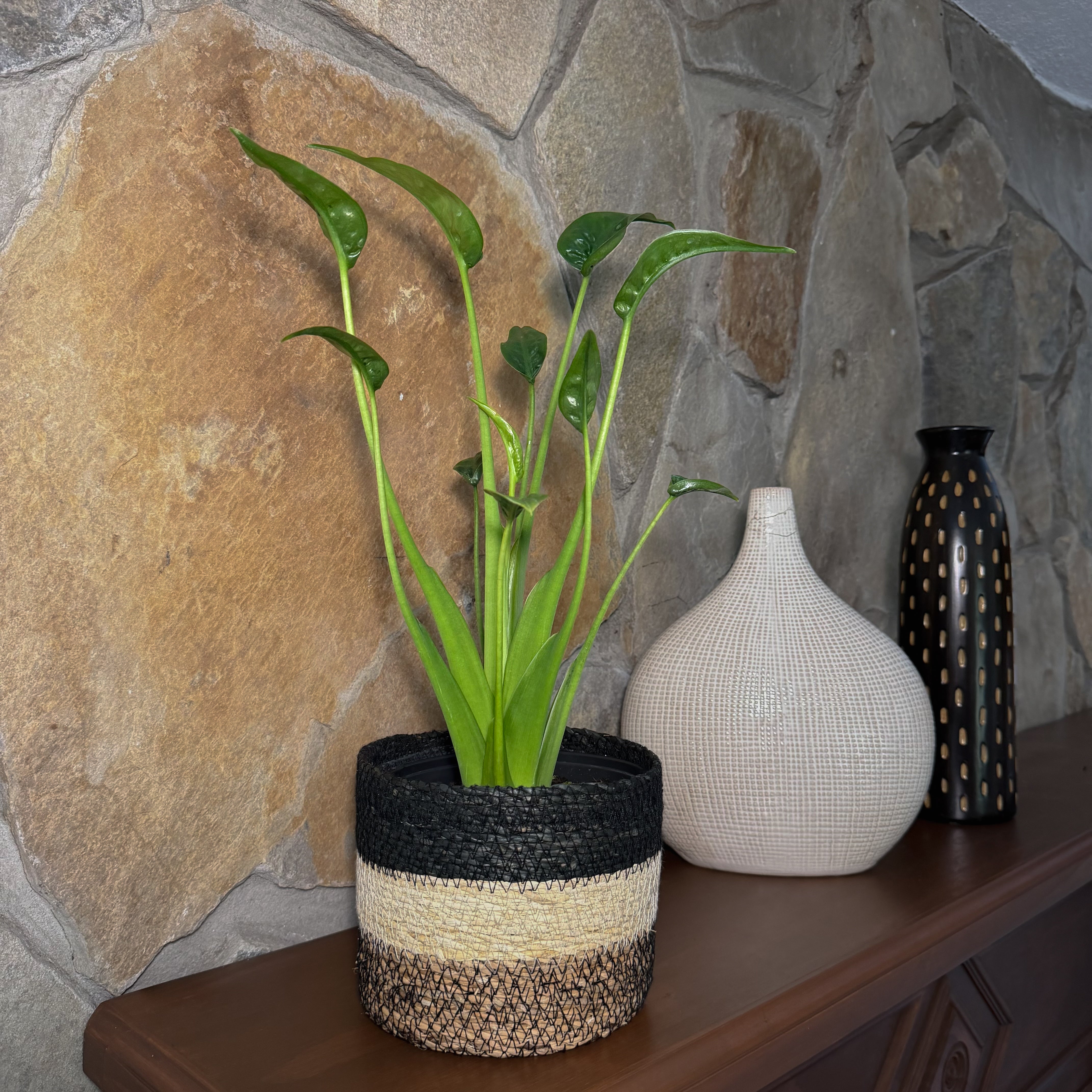 Alocasia Tiny Dancer (Alocasia Brisbanensis � Alocasia Odora 'Tiny Dancer') - 6 Inch Indoor Houseplant
