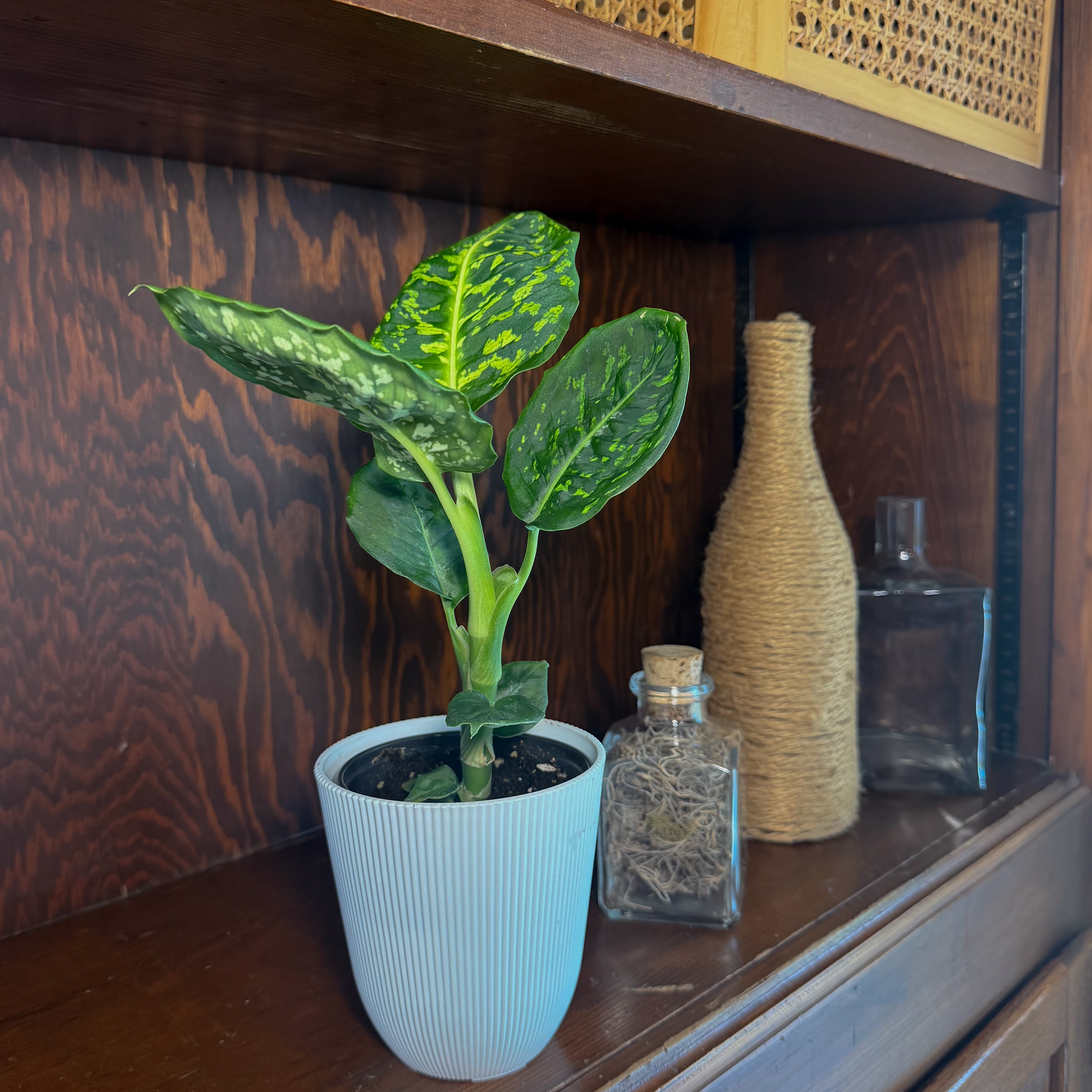 Dieffenbachia Reflector (Dieffenbachia Seguine 'Reflector') - 4 Inch Indoor Houseplant