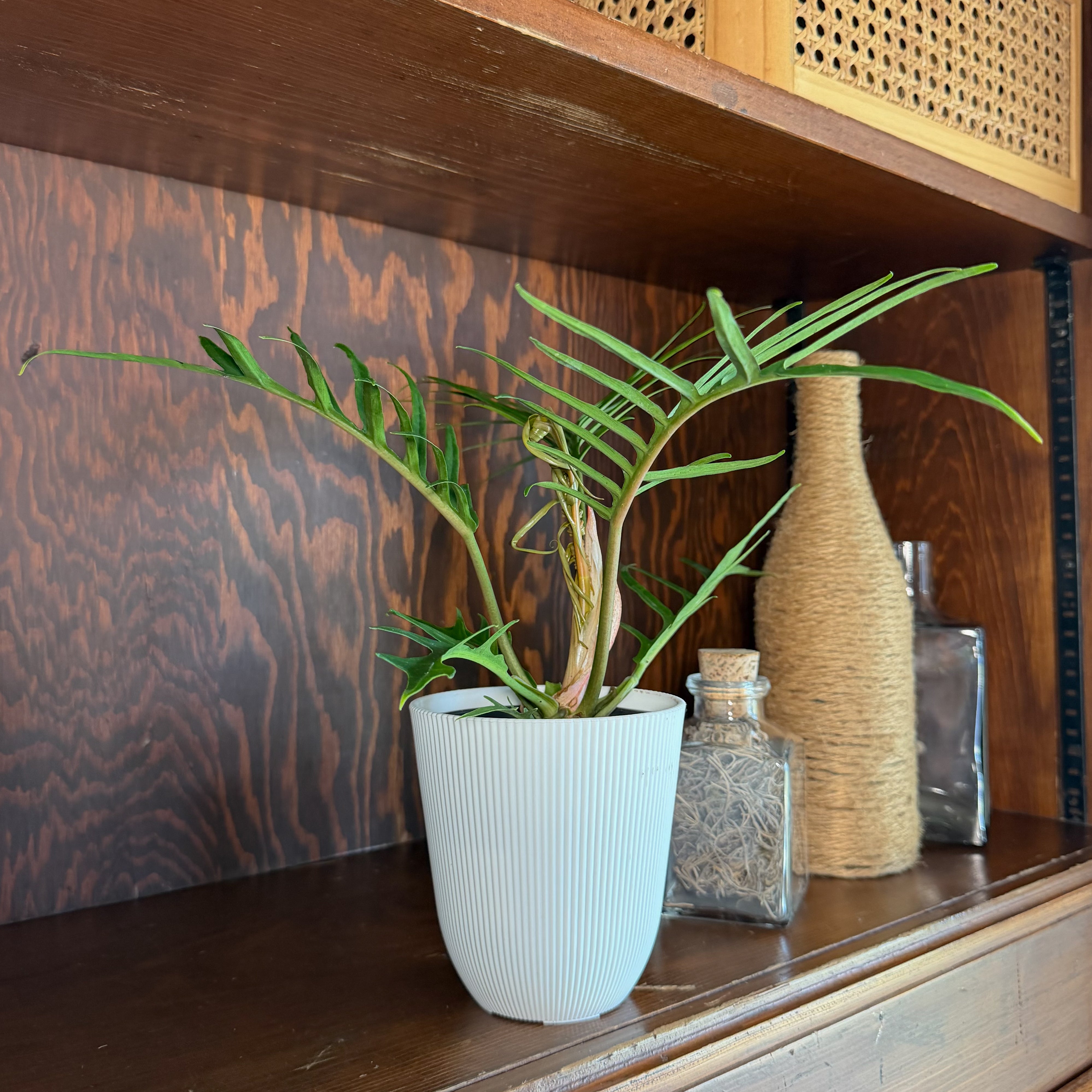 Philodendron Tortum (Philodendron Tortum M.L.Soares & Mayo) - 4 Inch Indoor Houseplant
