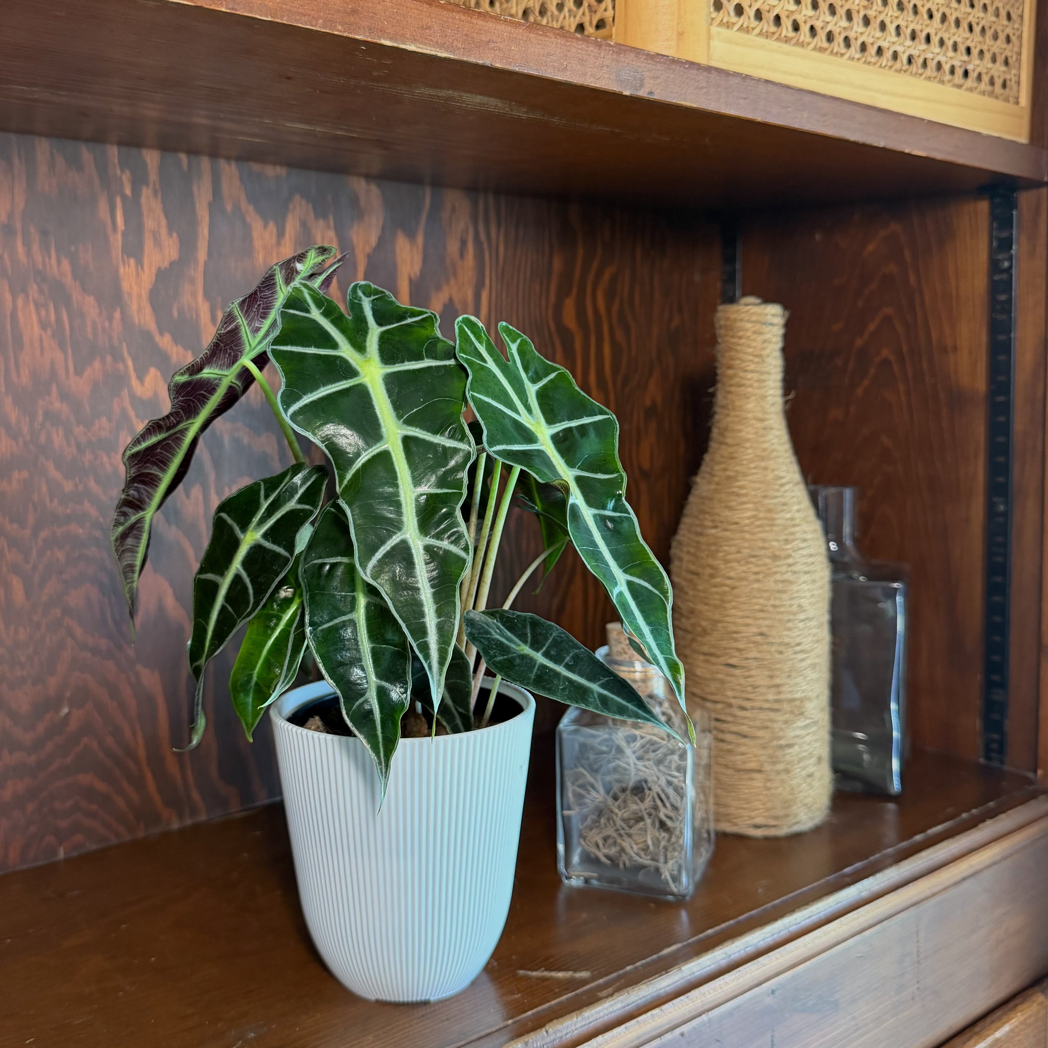 Alocasia Polly (Alocasia x Amazonica 'Polly') - 4 Inch Indoor Houseplant