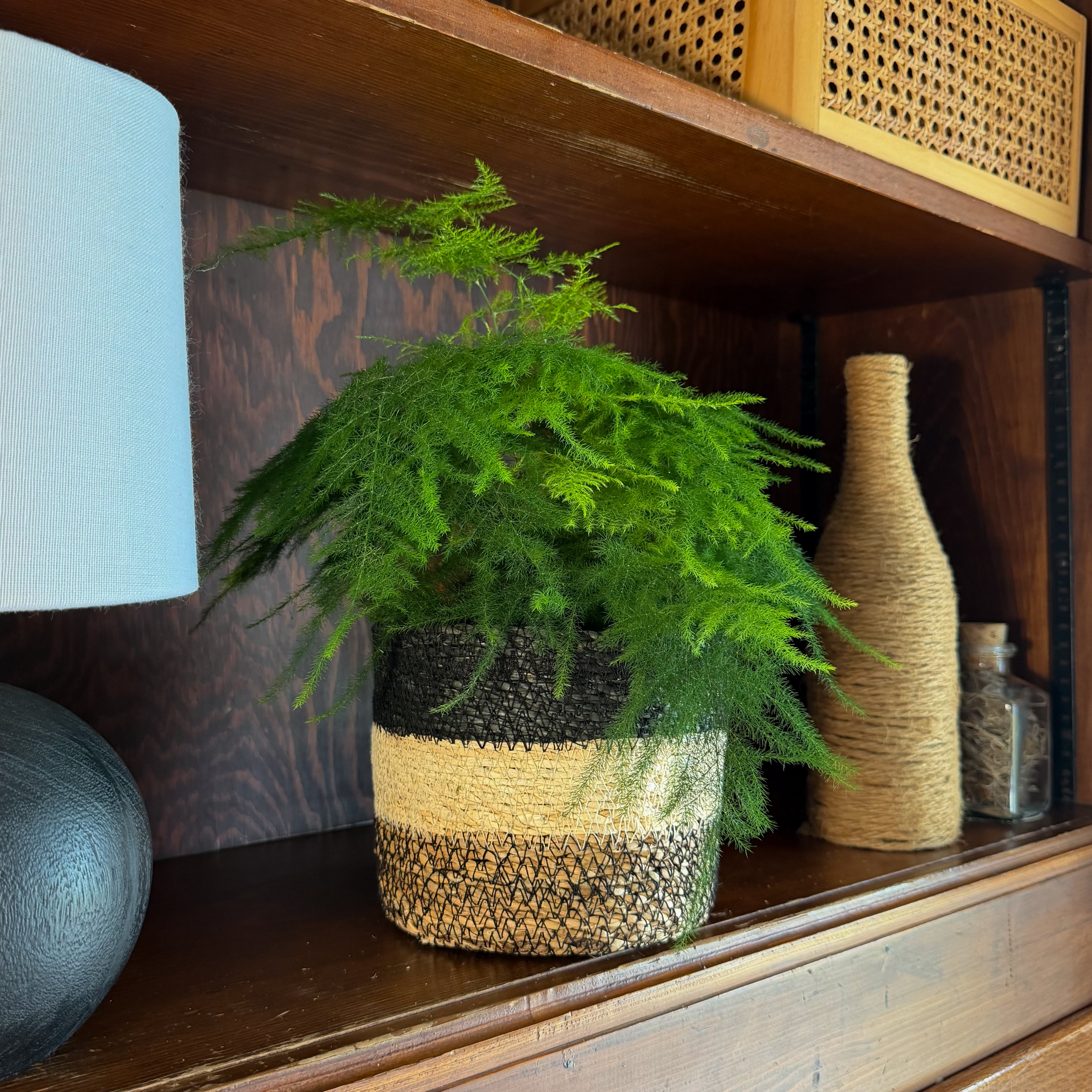 Asparagus Plumosa (Asparagus Plumosus) - 6 Inch Indoor Houseplant