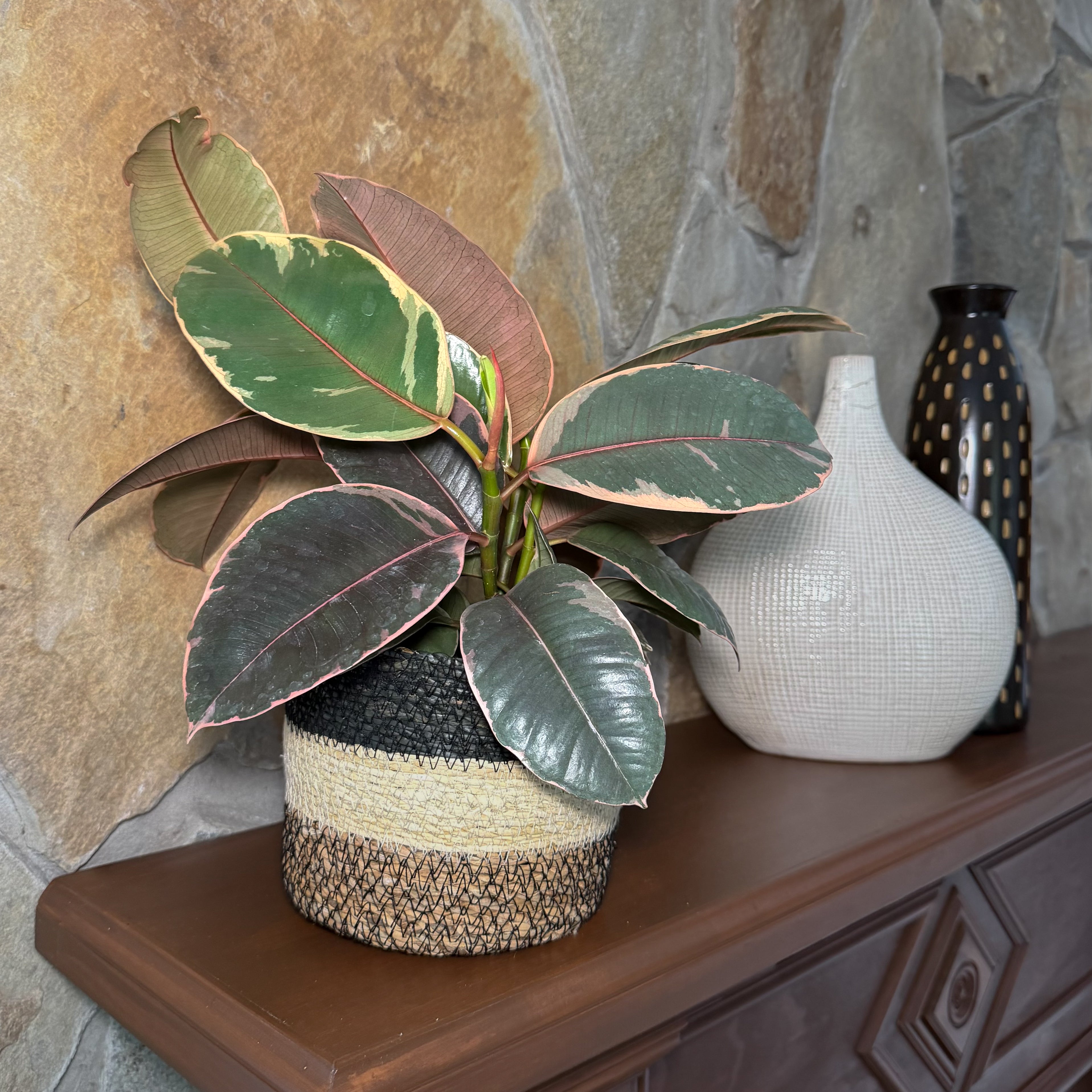 Ruby Rubber Plant (Ficus Elastica�'Ruby') - 6 Inch Indoor Houseplant