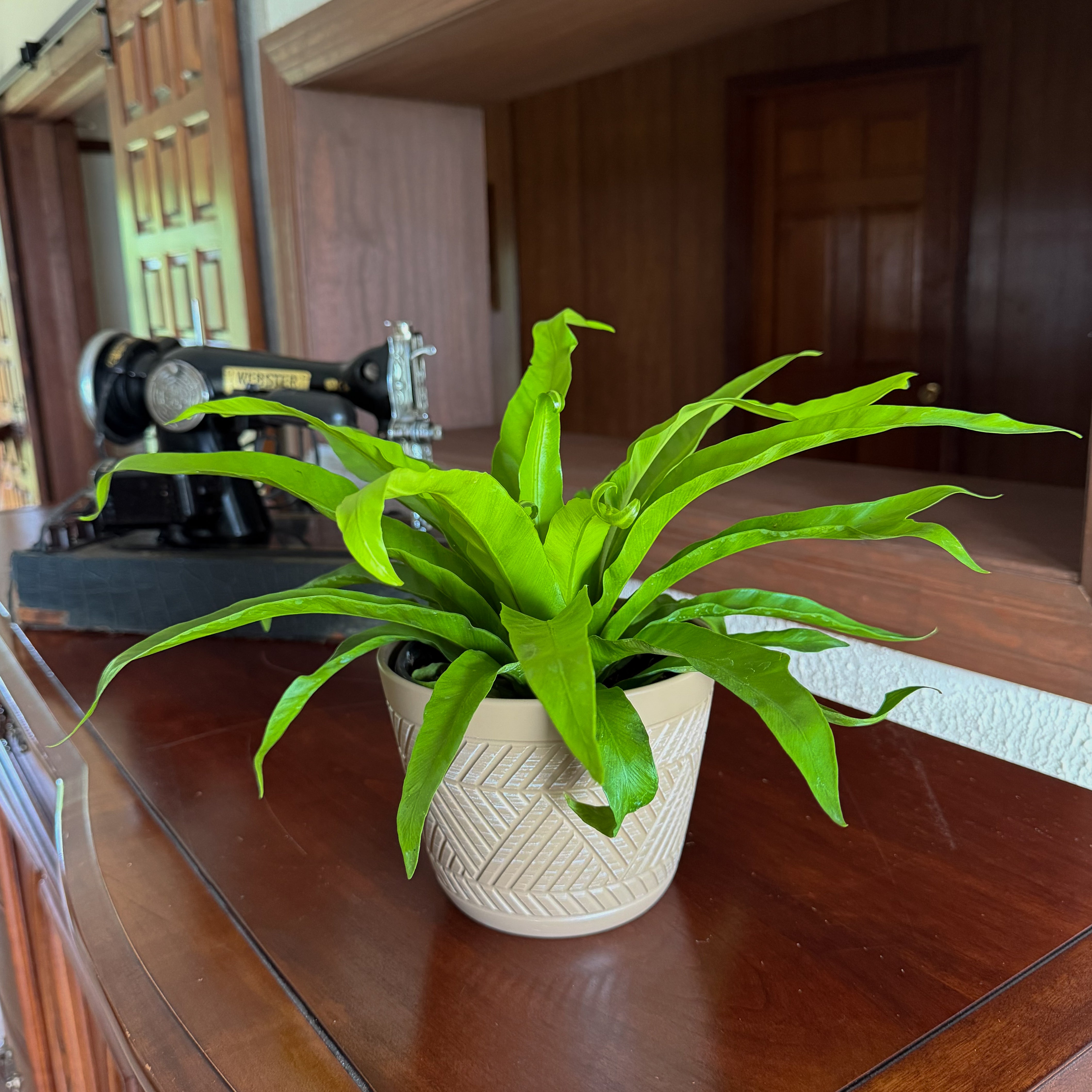 Japanese Bird's Nest Fern (Asplenium Antiquum 'Japanese') - 6 Inch Indoor Houseplant