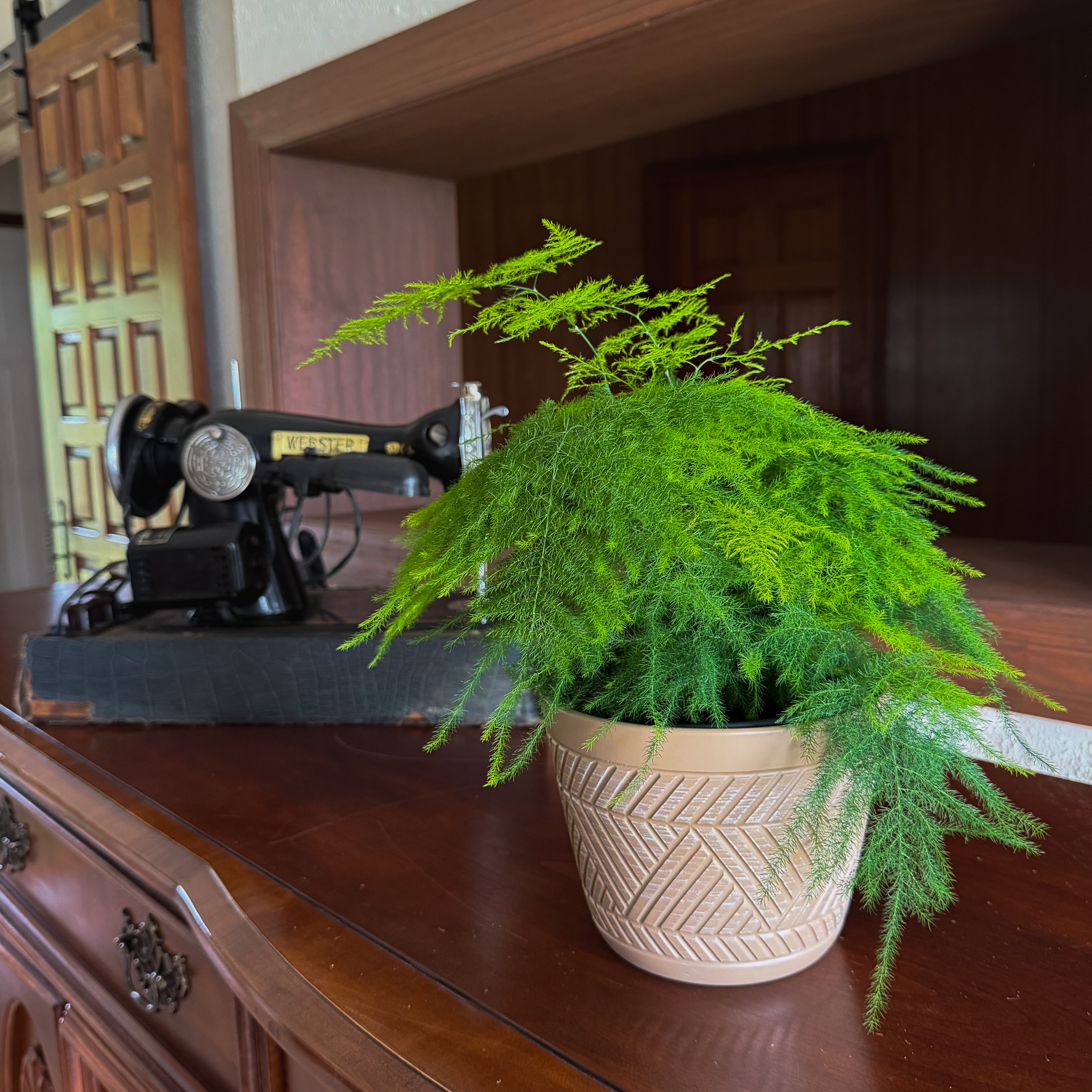 Asparagus Plumosa (Asparagus Plumosus) - 6 Inch Indoor Houseplant