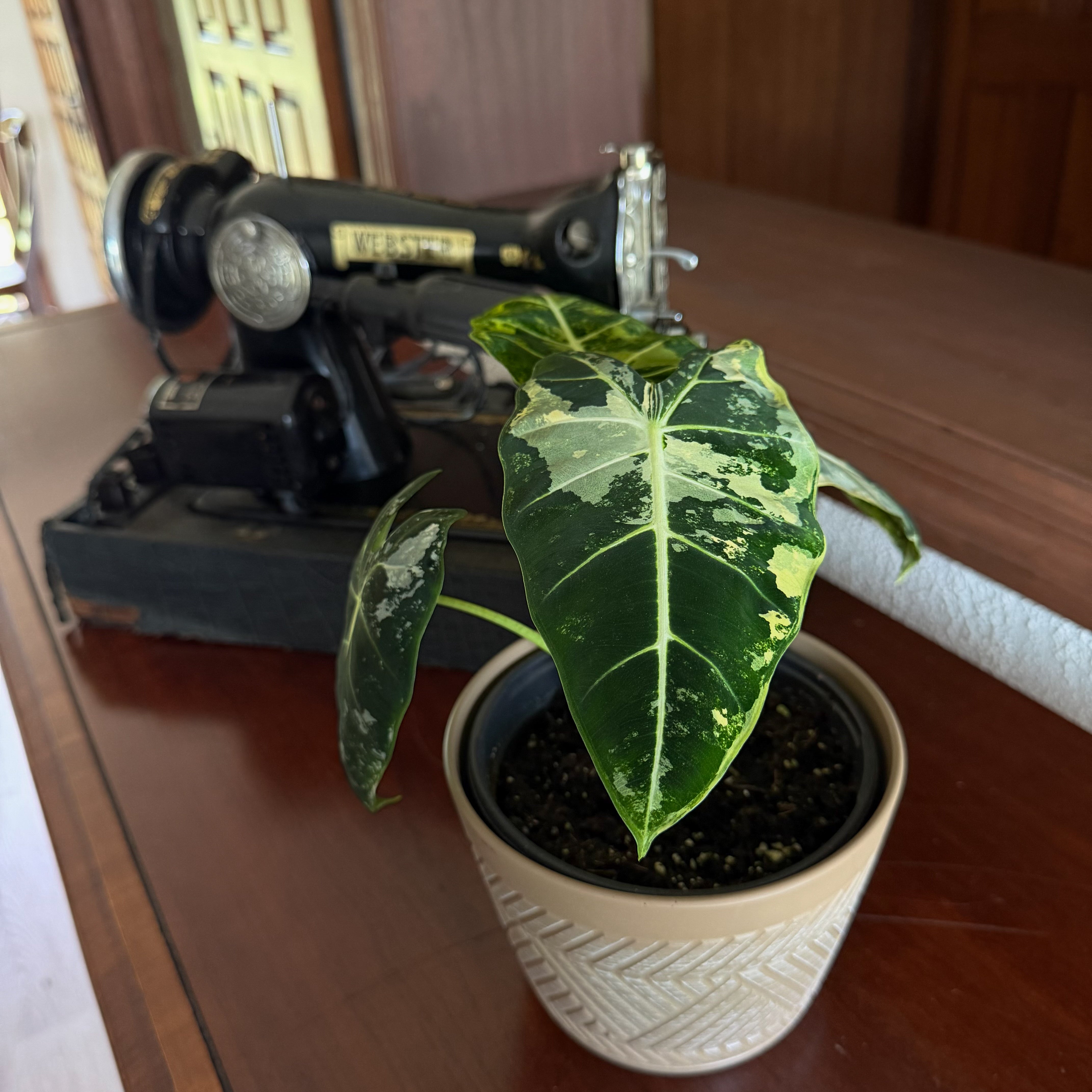 Alocasia Frydek Variegated (Alocasia Micholitziana 'Frydek' Variegated) - 6 Inch Indoor Houseplant
