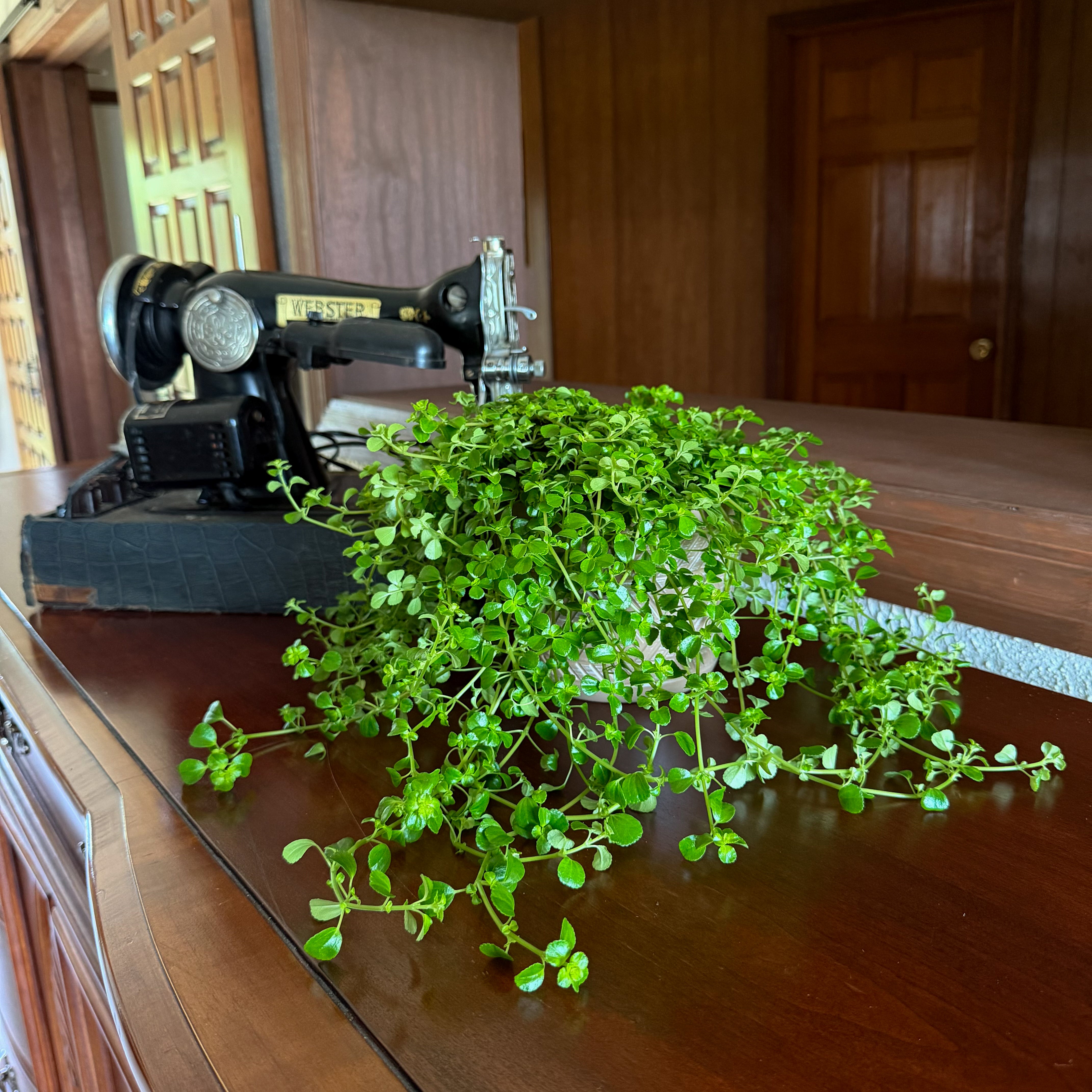 Pilea Green Baby Tears Hanging Basket (Pilea Depressa) - 6 Inch Indoor Houseplant