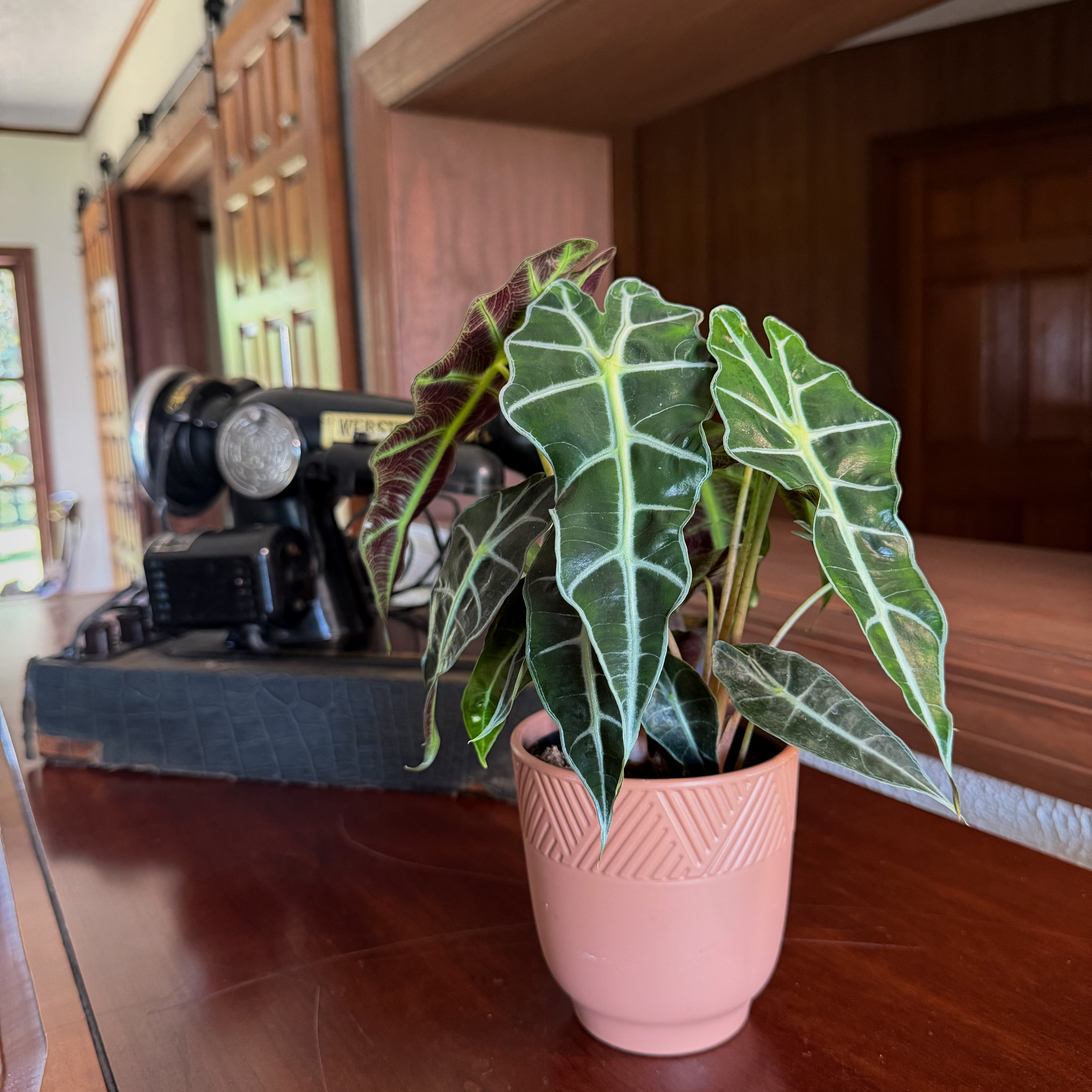 Alocasia Polly (Alocasia x Amazonica 'Polly') - 4 Inch Indoor Houseplant