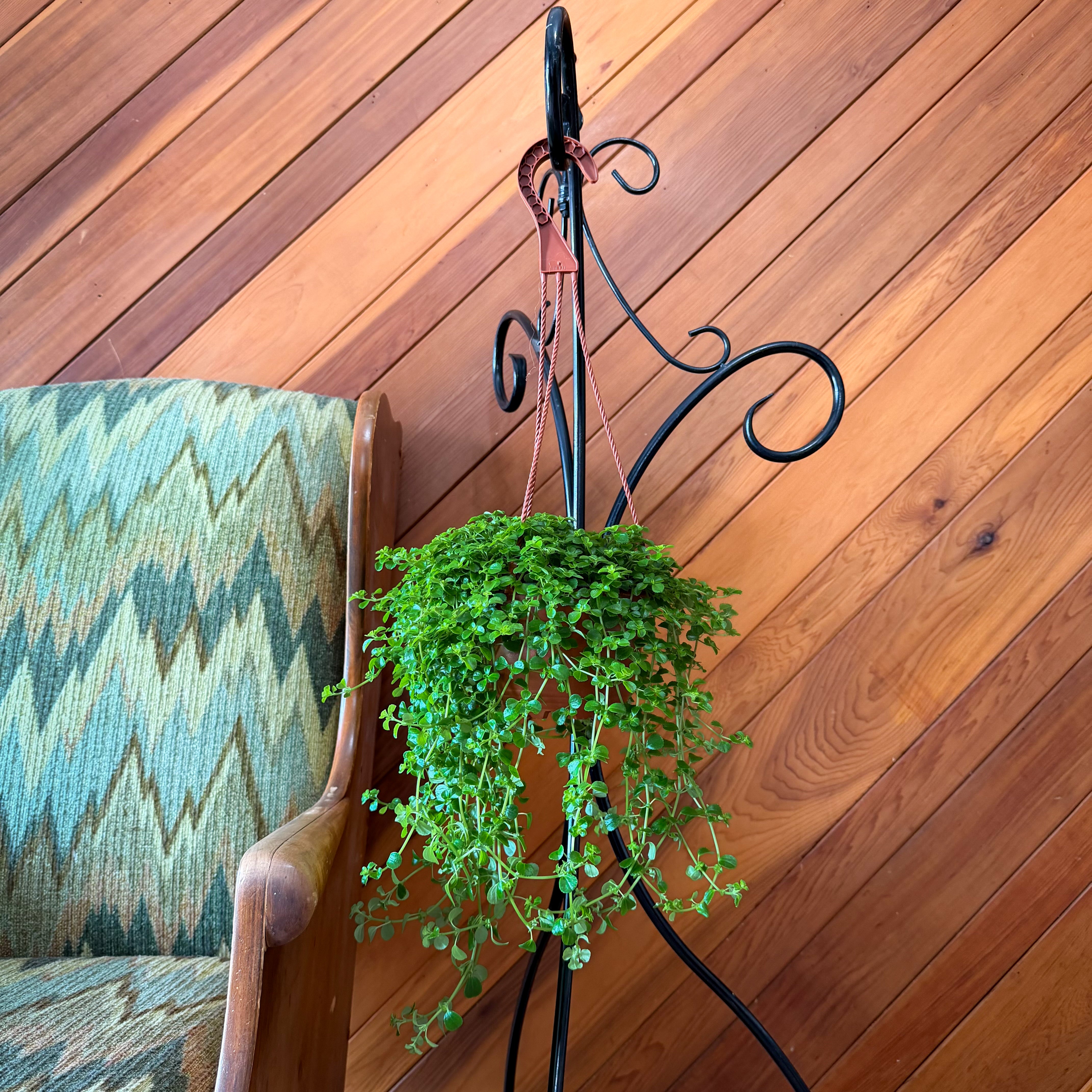 Pilea Green Baby Tears Hanging Basket (Pilea Depressa) - 6 Inch Indoor Houseplant