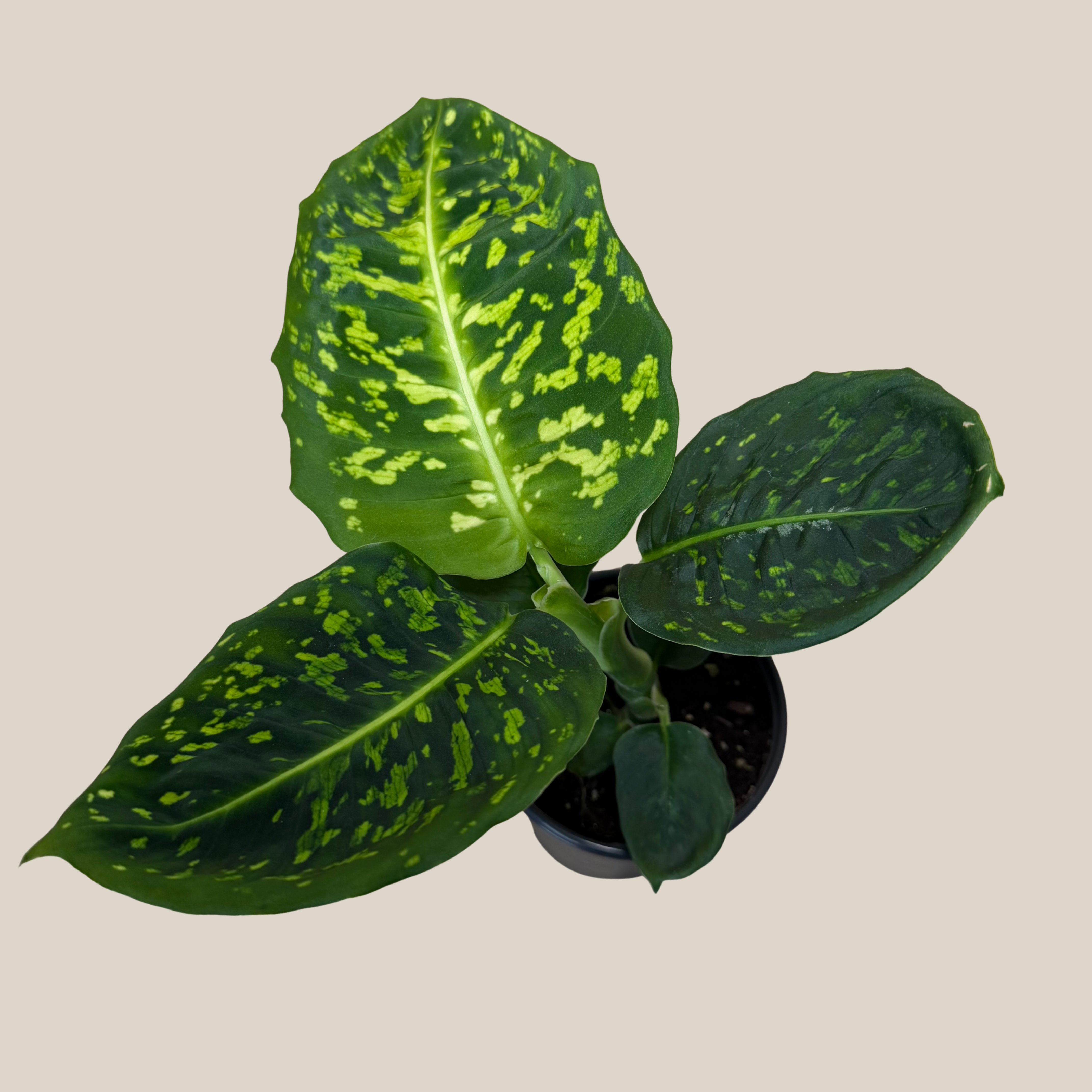 Dieffenbachia Reflector (Dieffenbachia Seguine 'Reflector') - 4 Inch Indoor Houseplant