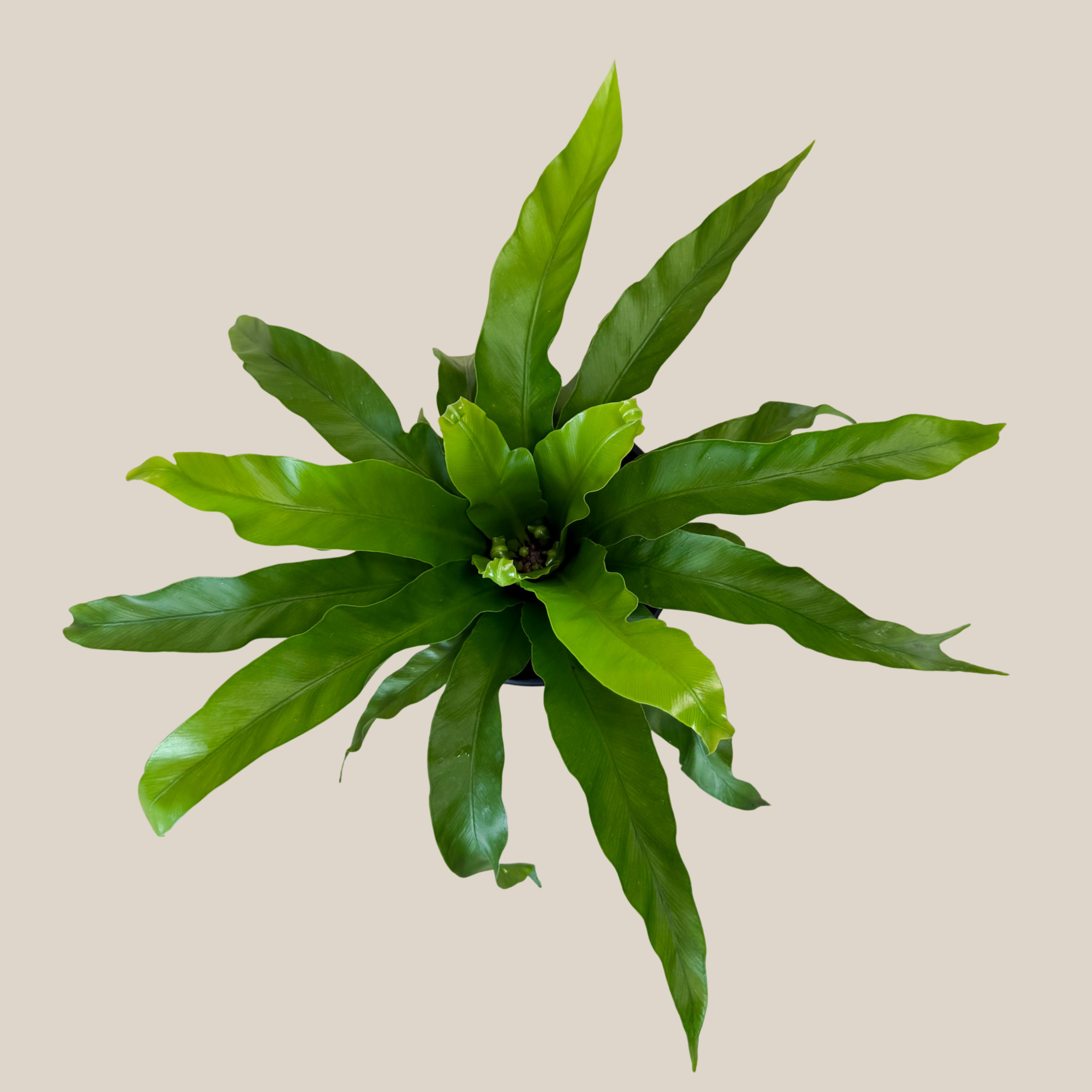 Japanese Bird's Nest Fern (Asplenium Antiquum 'Japanese') - 6 Inch Indoor Houseplant