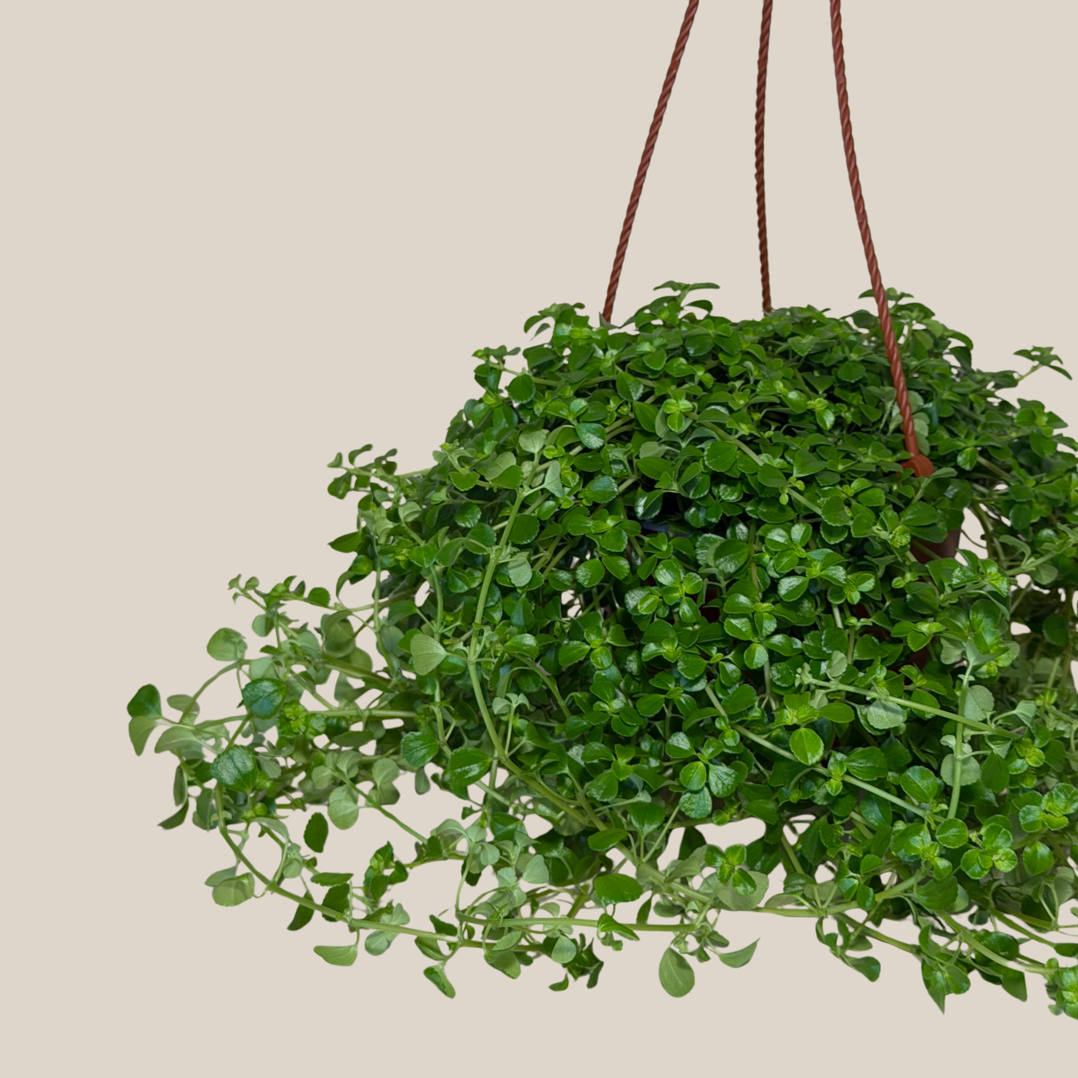 Pilea Green Baby Tears Hanging Basket (Pilea Depressa) - 6 Inch Indoor Houseplant
