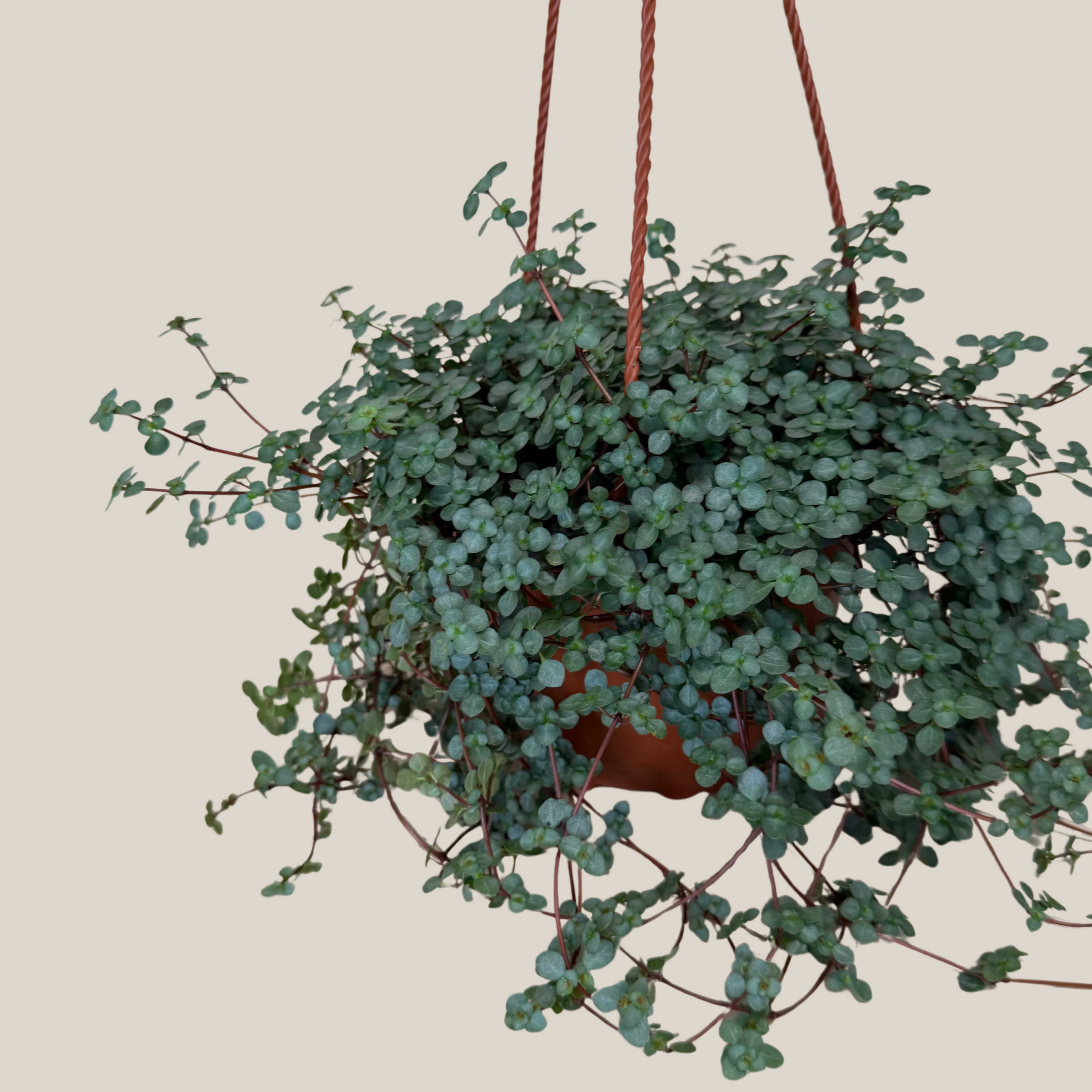 Pilea Baby Tears Silver Hanging Basket (Pilea Glauca) - 6 Inch Indoor Houseplant