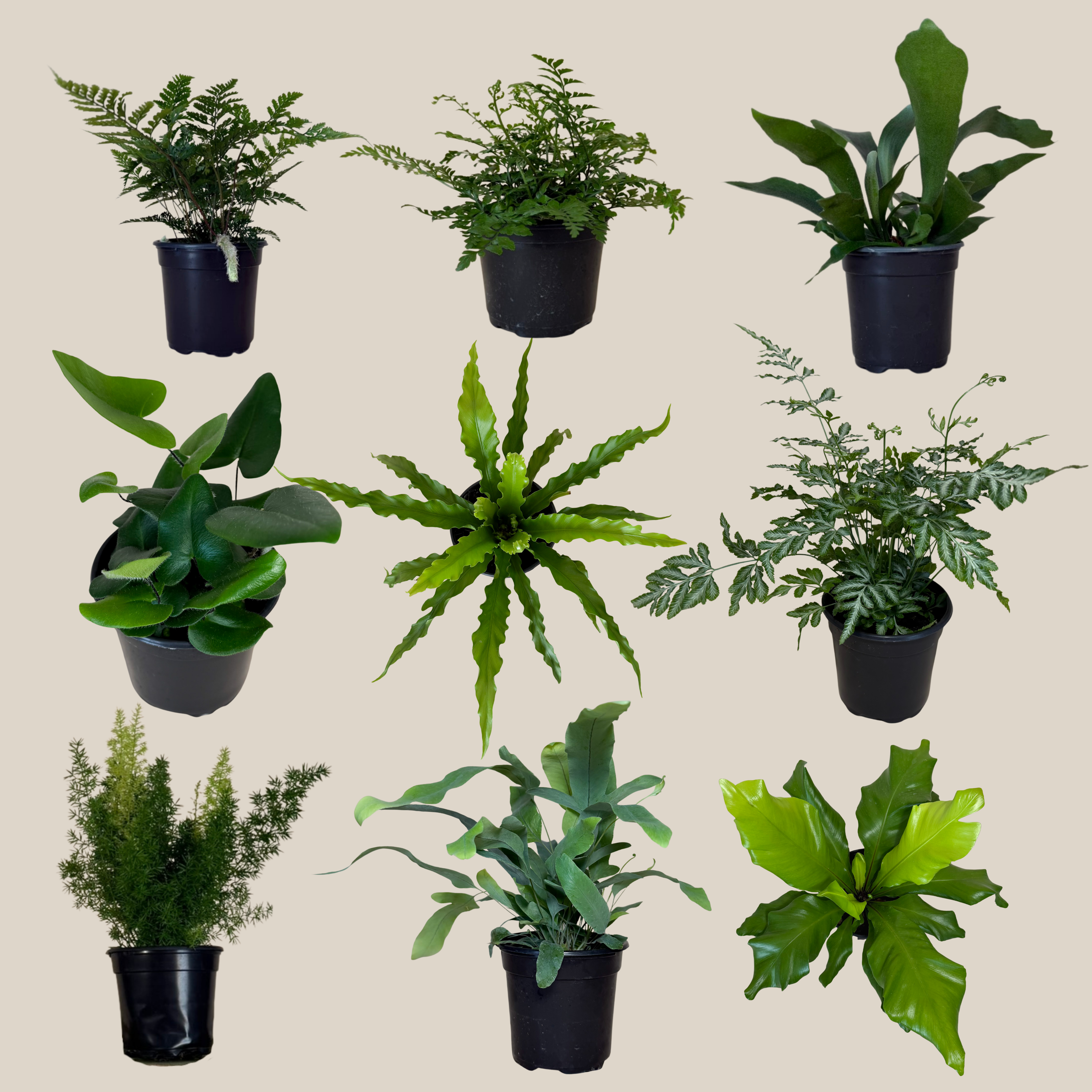 Mystery Ferns 4 Pack - 4 Inch Indoor Houseplants